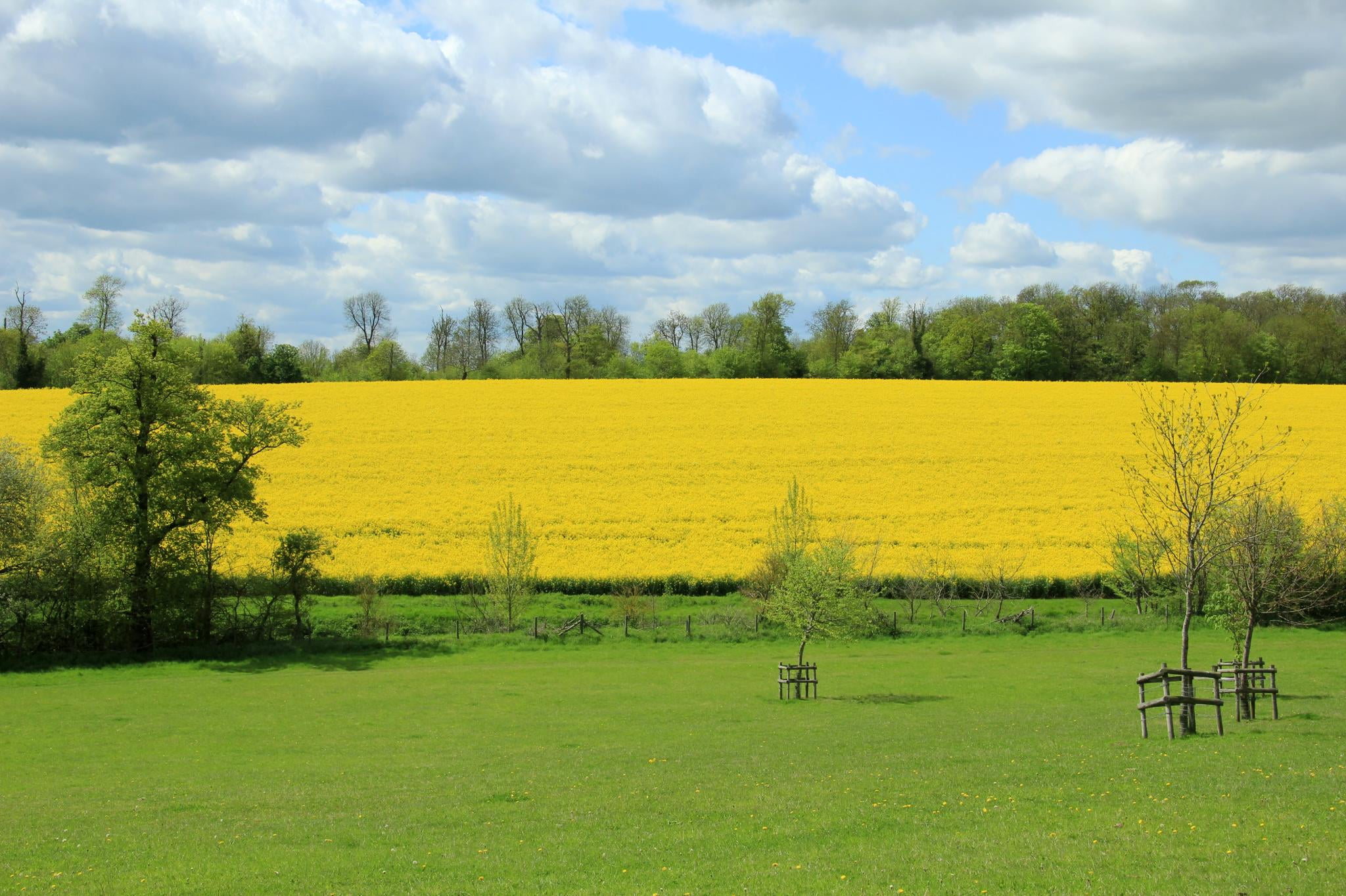 NT, Europe, Digital, trees, GB, sky, DSLR  Camera, Hall  Farm, Wimpole Hall, cluster, agriculture, flowers, outdoors, Great Britain, oilseed Rape, Photography, HD Wallpaper