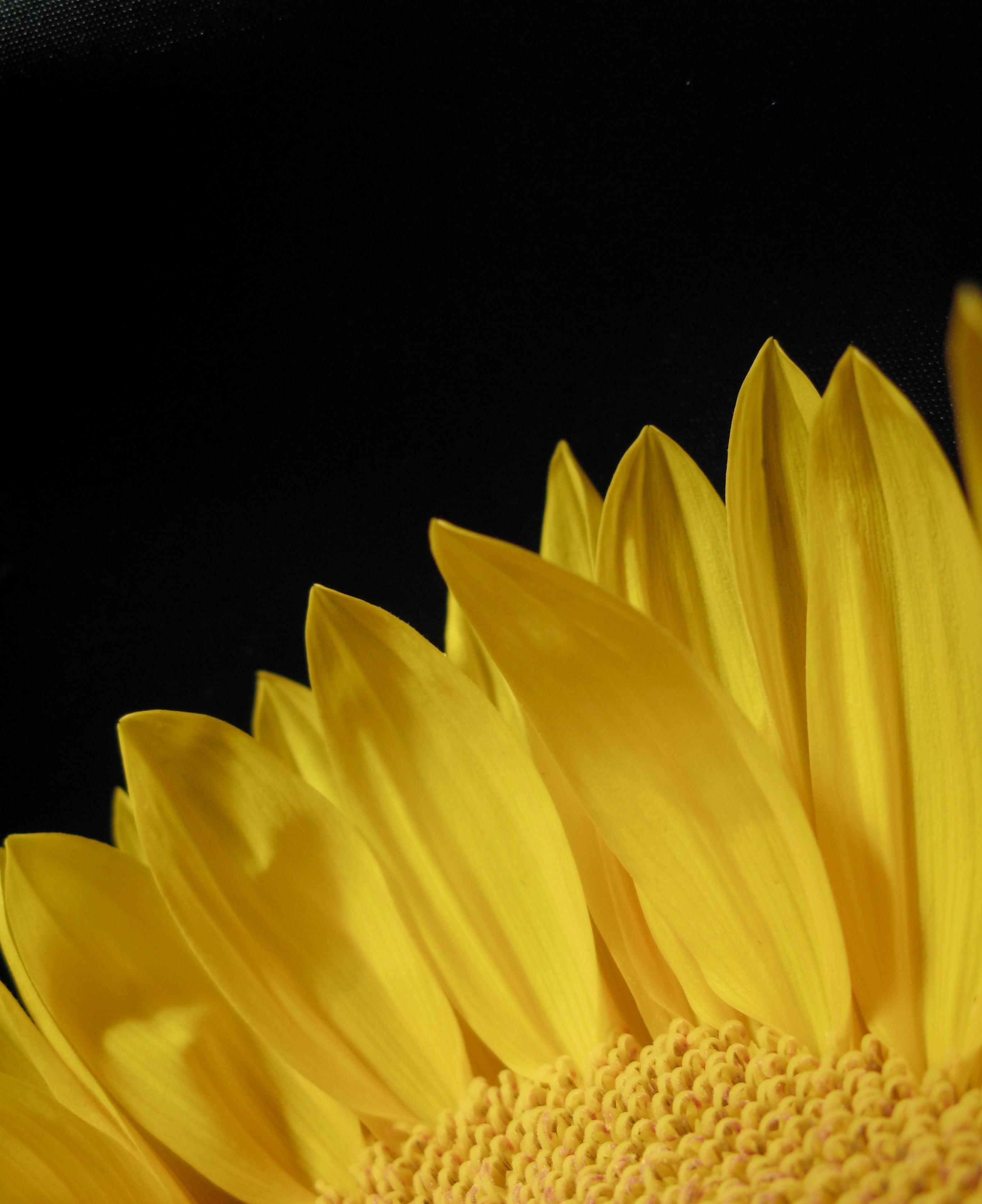 beautiful, nature, leaves, good, stunning, flower petal, beauty In Nature, petal, flickr, flower Head, favorite, Black and yellow, single Flower, black  flower, Phone HD Wallpaper