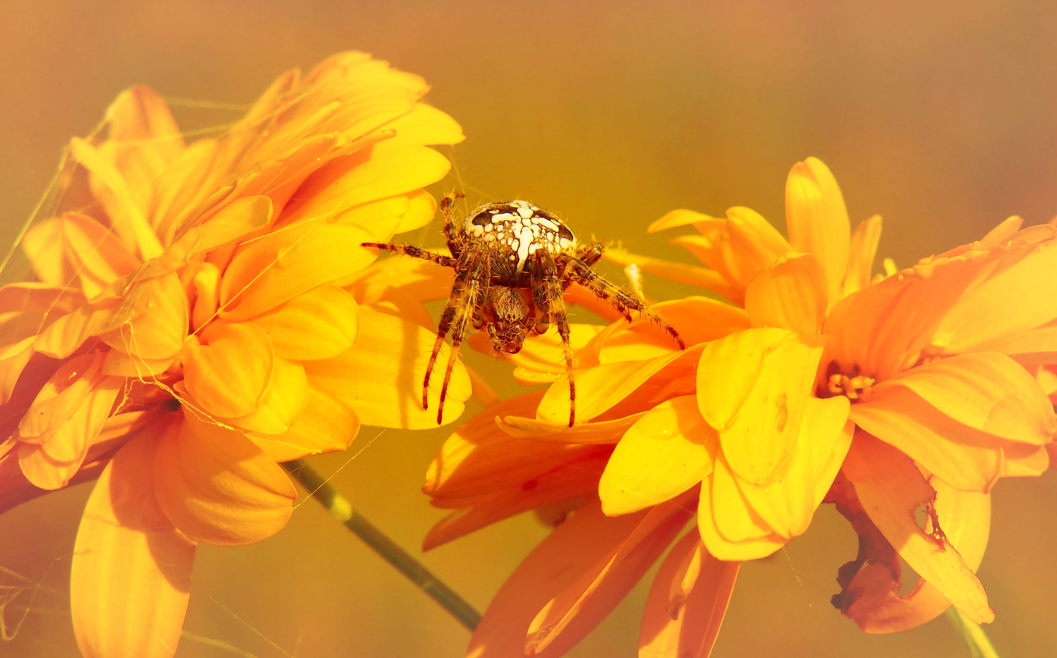 macro, yellow, springtime, flower Head, flower, web, petal, animal, formal Garden, backgrounds, garden, wildlife, blossom, beauty In Nature, plant, scary, HD Wallpaper