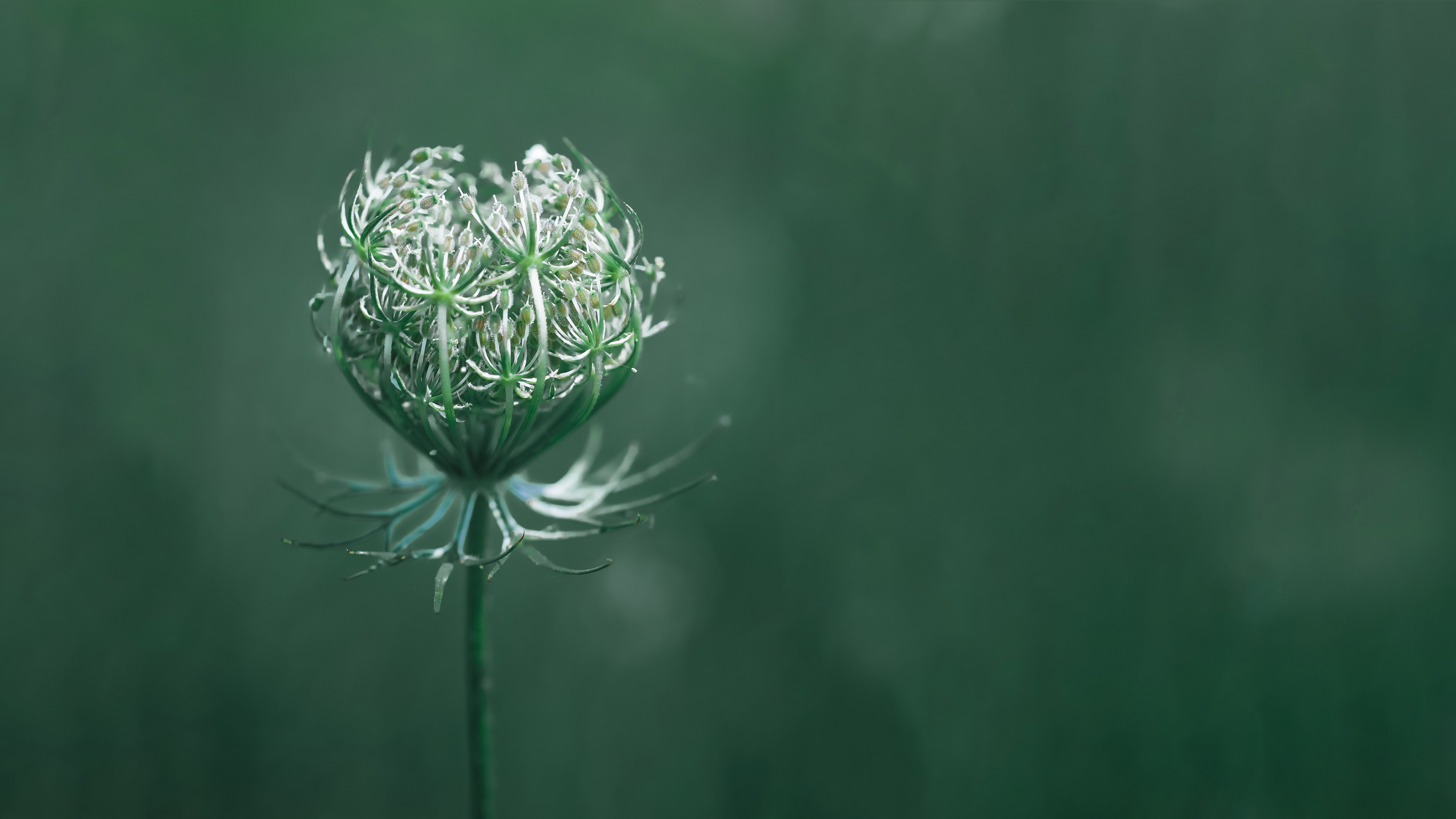 flower, green, 10K, macro, 8K, HD Wallpaper