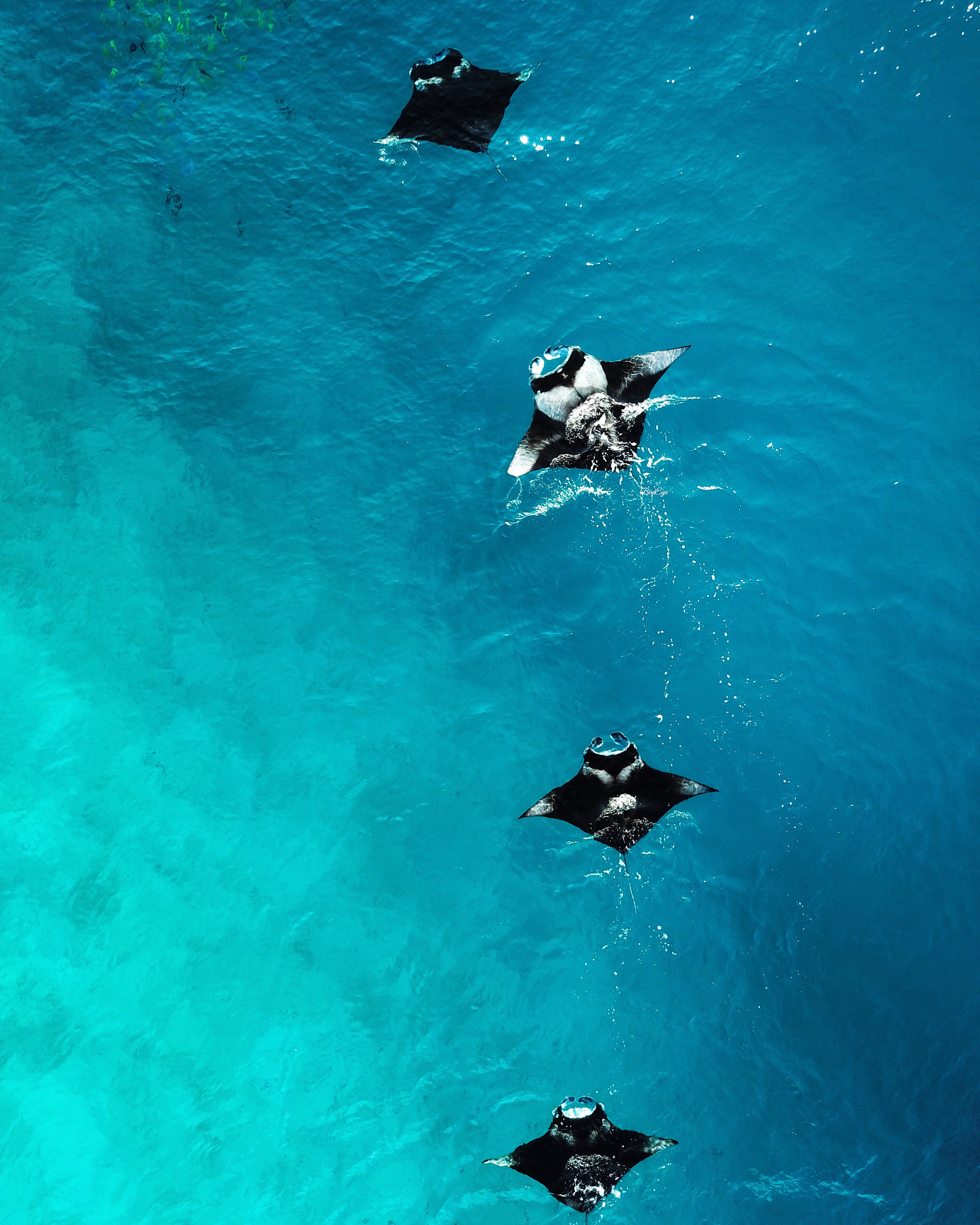 daytime, 2K, four, animal, waterfront, pool, swimming, water, nature, swimming pool, blue, outdoors, sea, high angle view, animal themes, vertebrate, no people, Phone HD Wallpaper