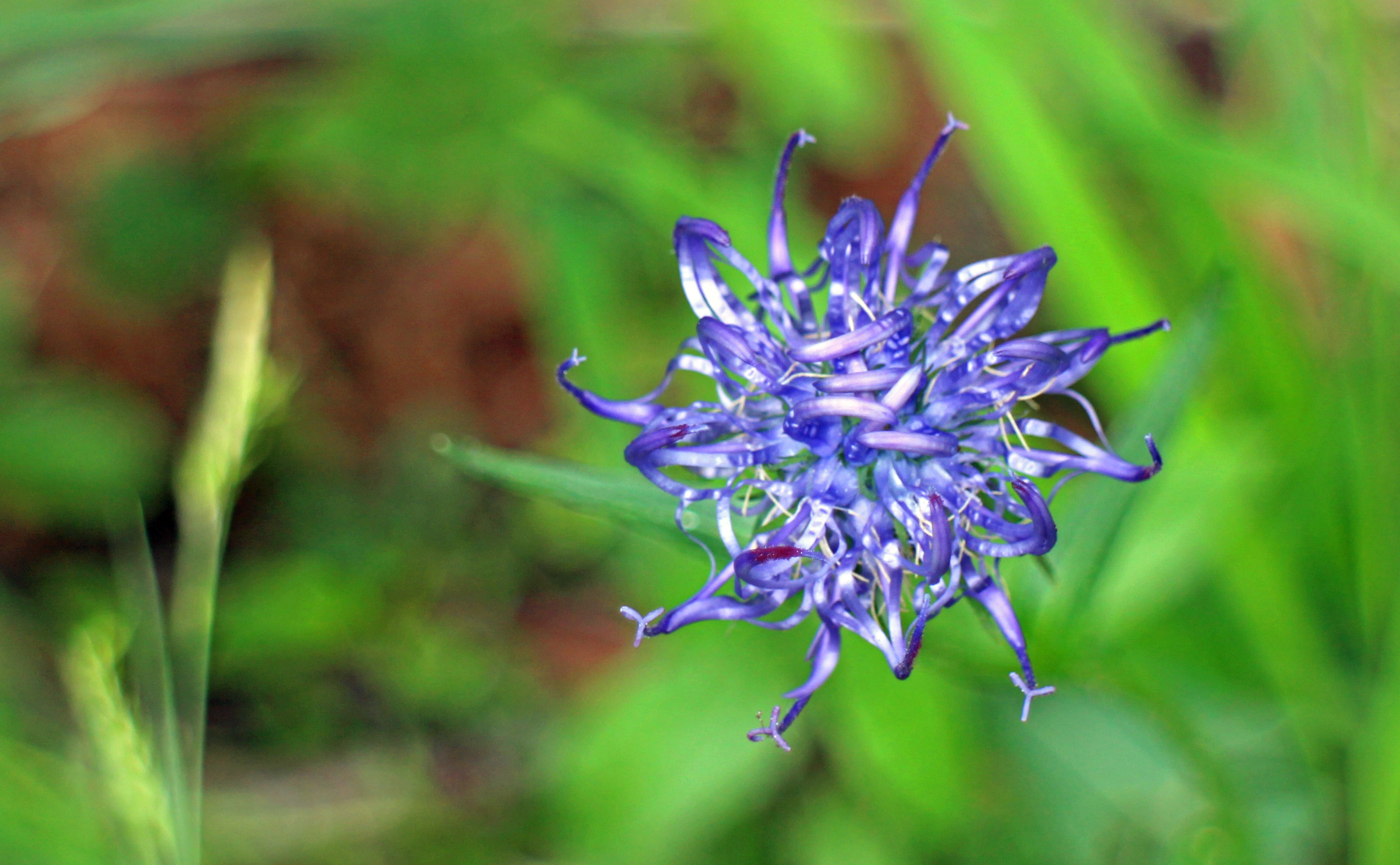 blossom, flowering plant, plant, nature, flower, springtime, freshness, blue phyteuma, pollen, selective focus, medicinal plant, focus on foreground, outdoors, HD Wallpaper
