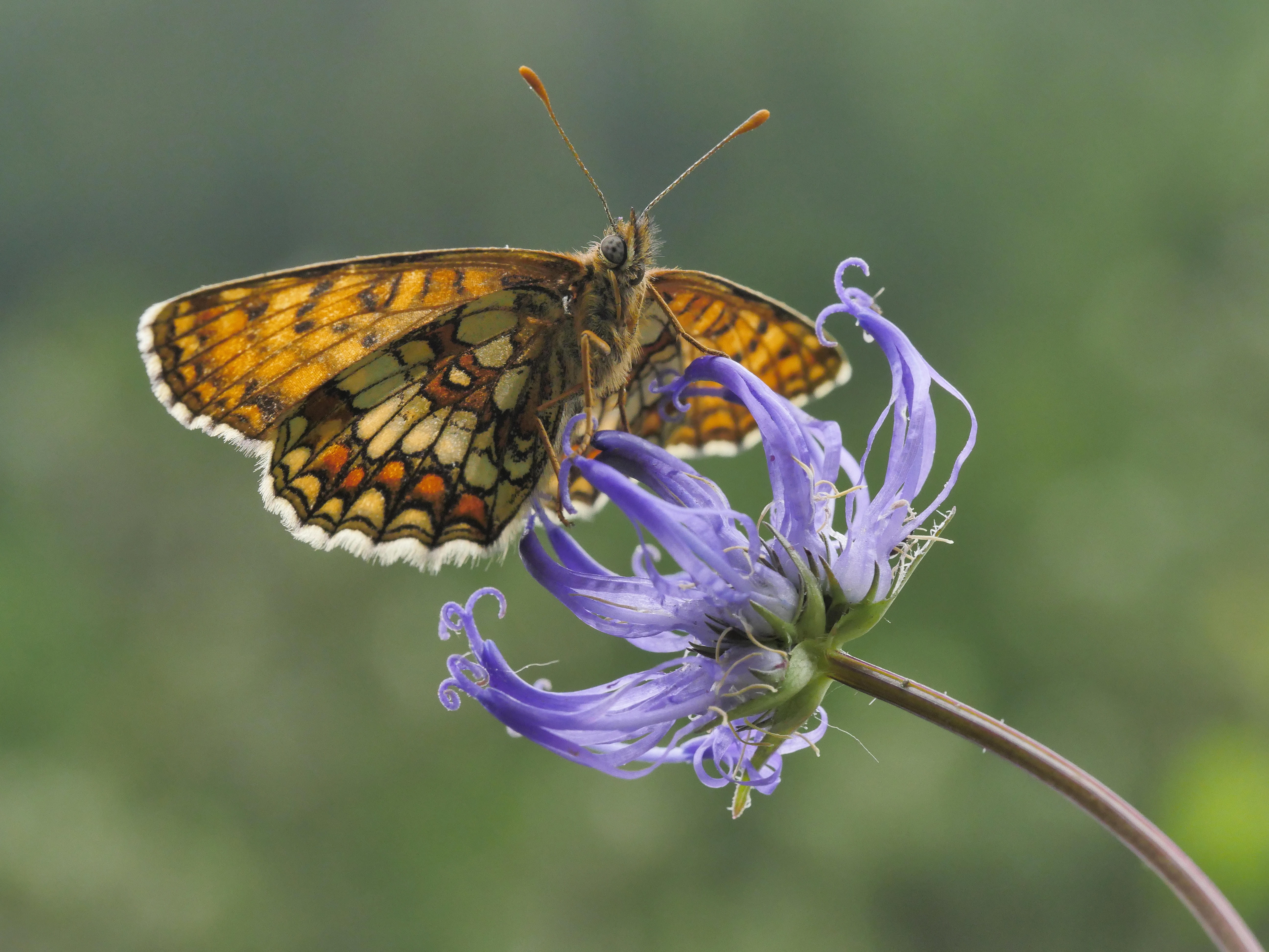 one animal, animal wildlife, outdoors, green, fritillary, alpine flower, close-up, beauty in nature, flowering plant, blue, nature, pollen, 5K, flower head, HD Wallpaper