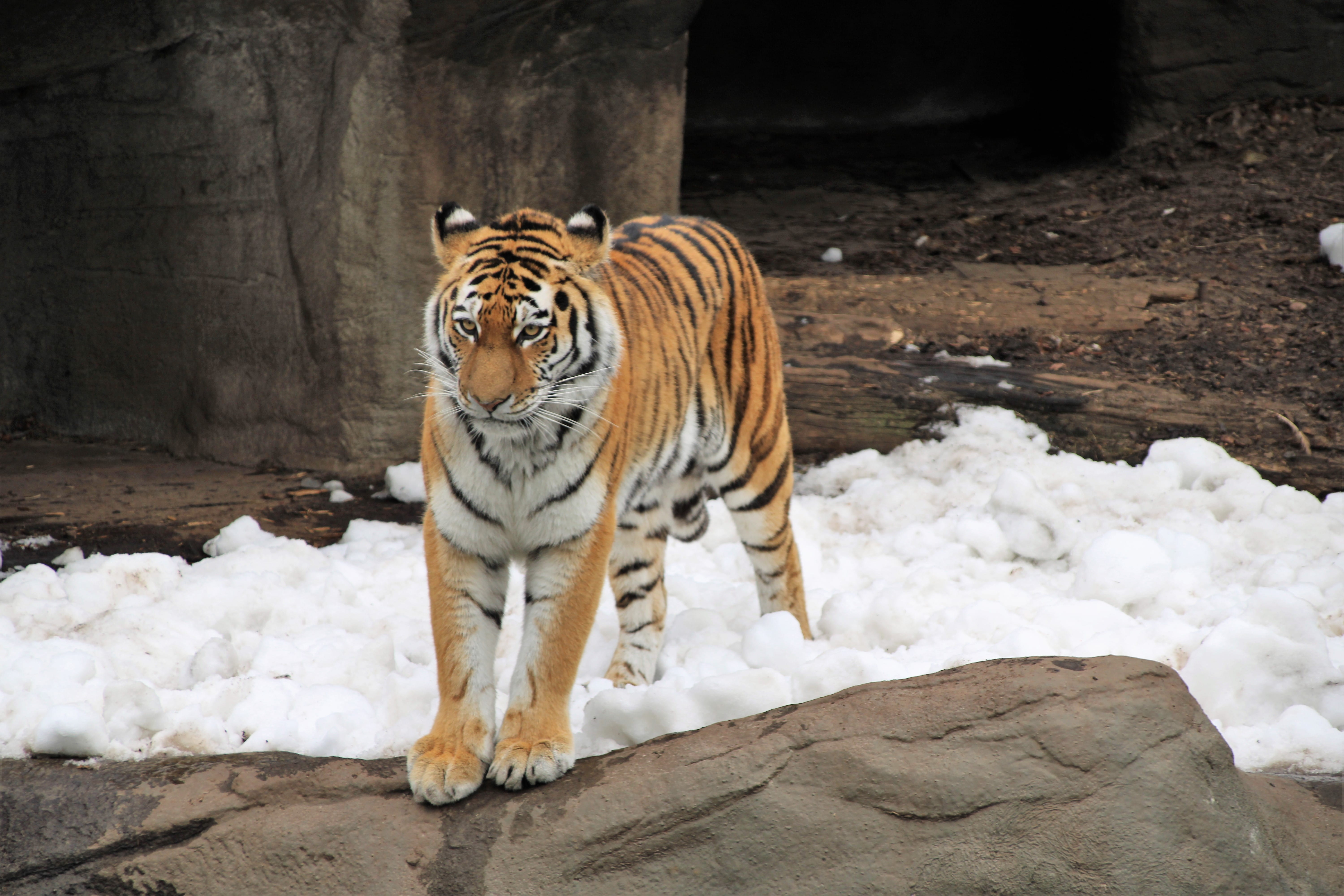 ocelot, bronze, germany, cold temperature, snow, feline, zoo animal, cat, winter, tierpark hagenbeck, mammal, animal wildlife, animal themes, day, stripes, HD Wallpaper