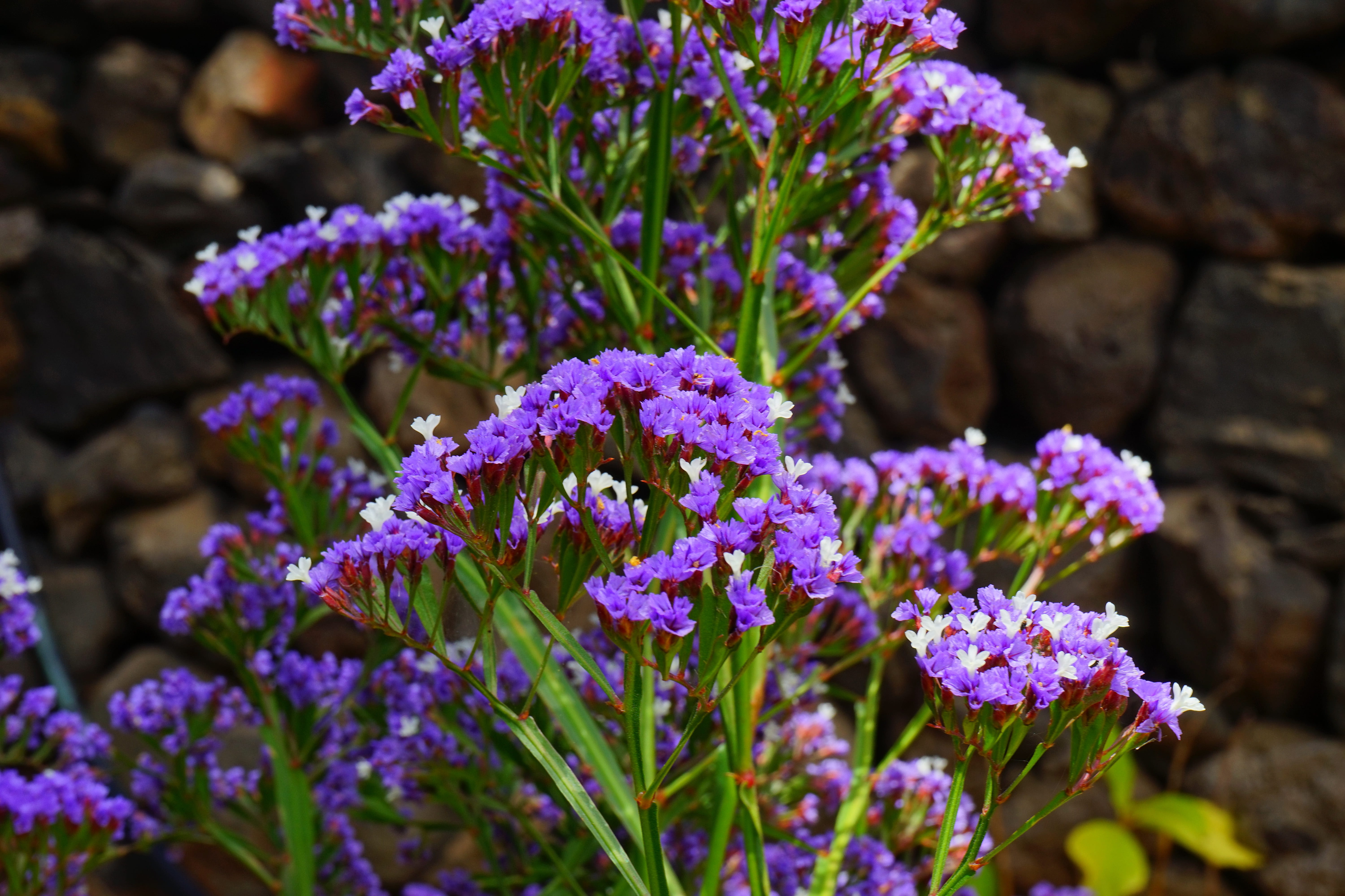 lead-rooted plants, flower, plant part, bunch of flowers, no people, blossom, beach lilac, blue, close-up, white, canary islands, nature, limonium, limonium sinuatum, HD Wallpaper