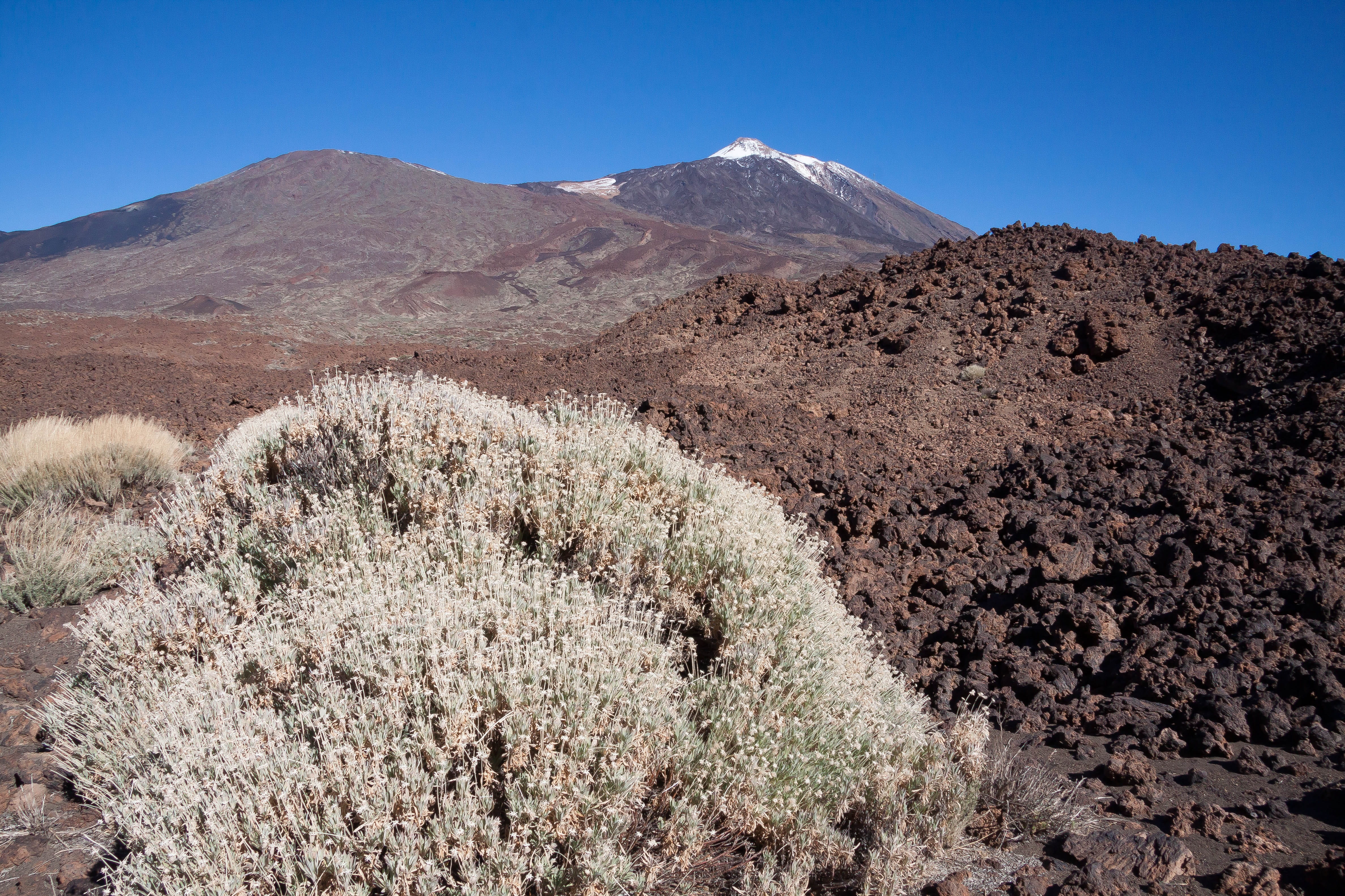 tree, 4K, semi-arid, endemic, tranquil scene, climate, bush, pico del teide, no people, Mountain, day, land, environment, blue, 3718, mountain, teyde, HD Wallpaper