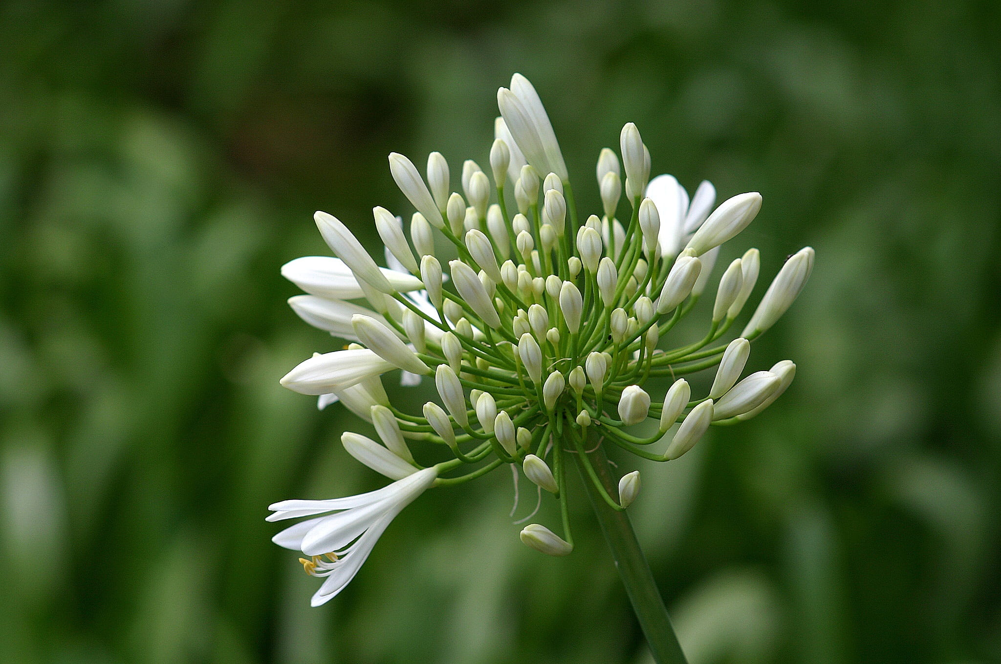 canary islands, beauty in nature, white, bud, flower head, garden, petal, flowering plant, flowers, nature, inflorescence, freshness, fragility, 1080P, HD Wallpaper
