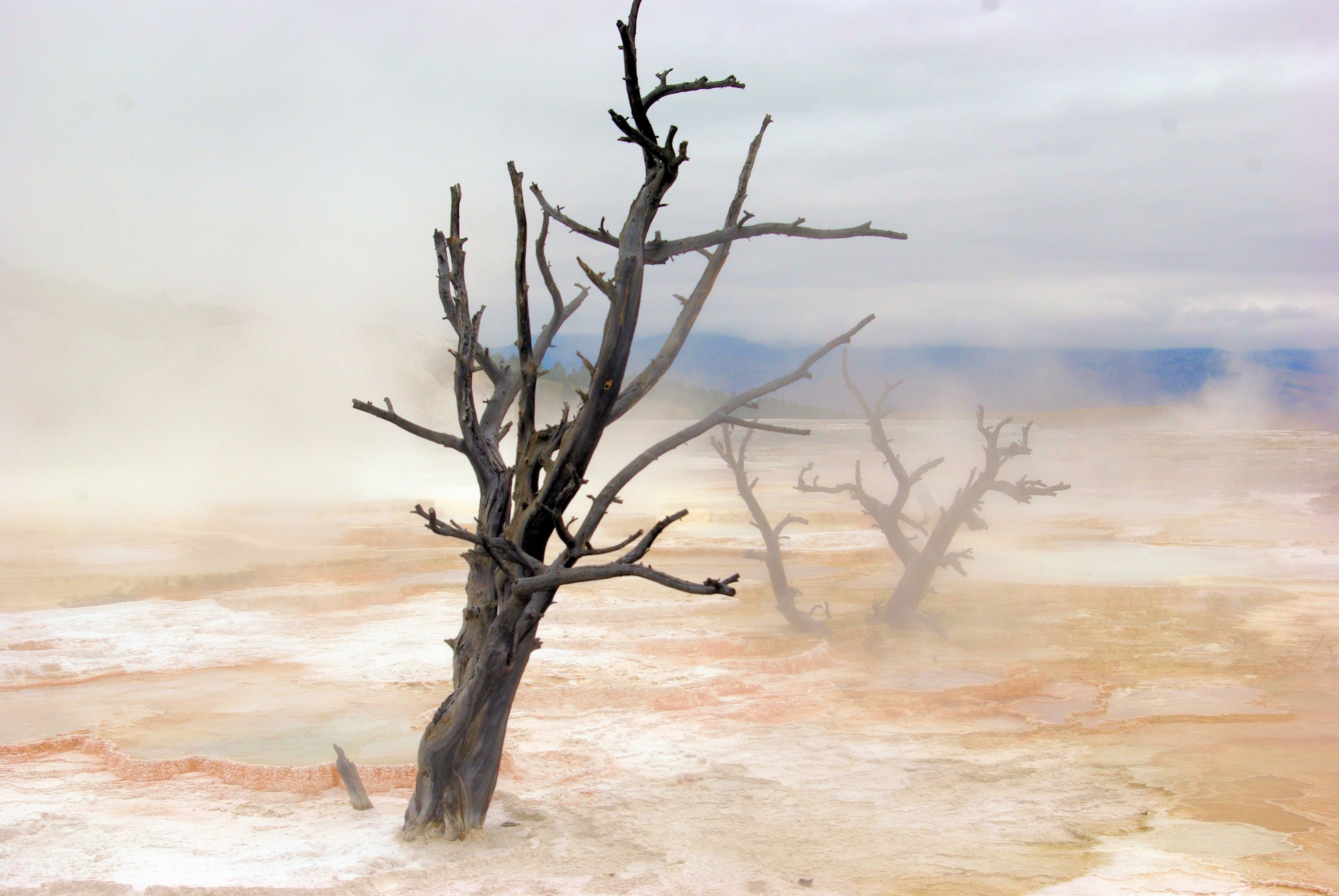 non-urban scene, land, spring, day, arid climate, no people, national, clouds, park, carbonate, white, color, outdoors, geothermal, sky, bare tree, wet, HD Wallpaper