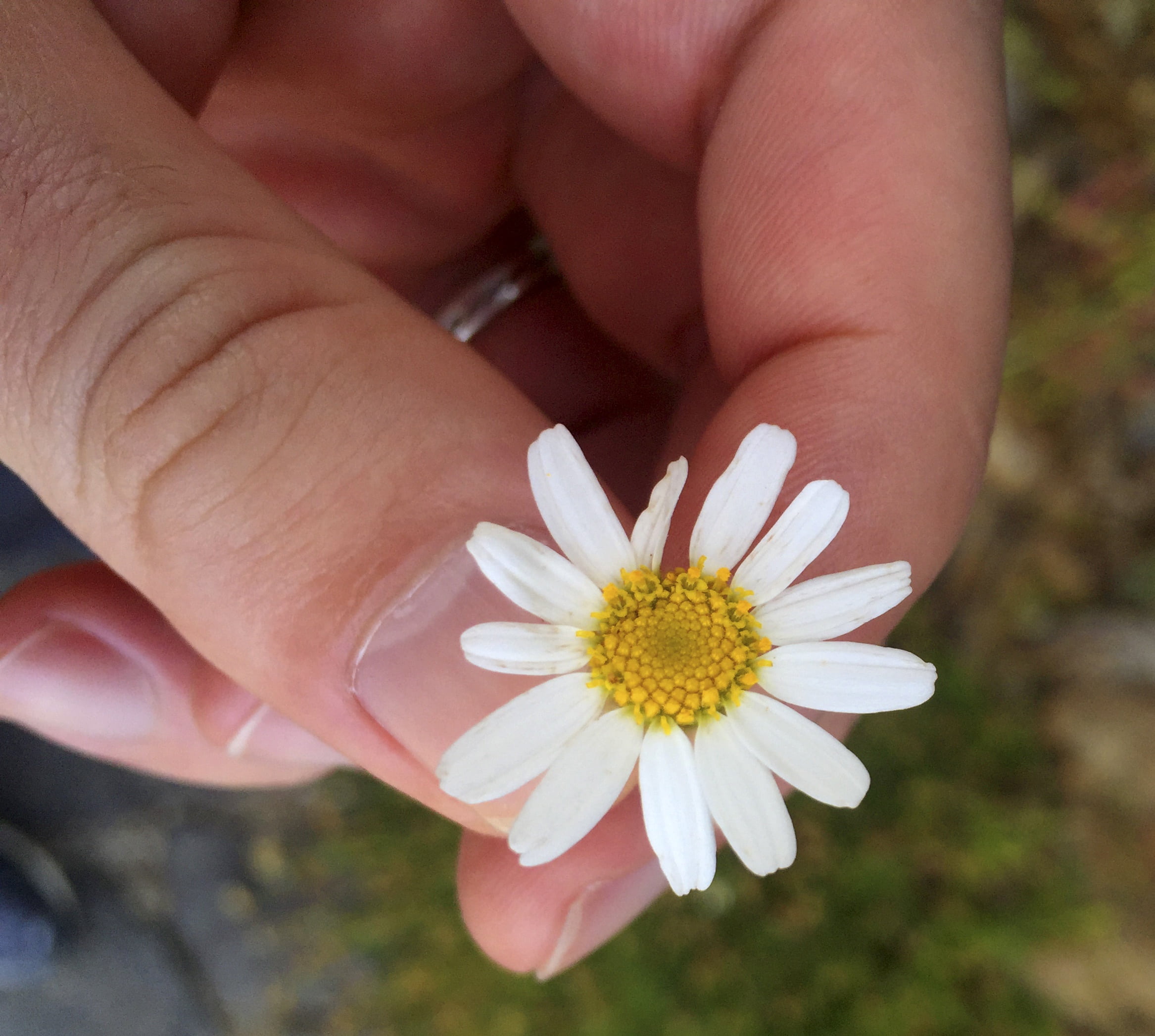 daisy, macro, nature, petal, people, 1080P, one person, beauty in nature, real people, petals, human body part, white, outdoors, human finger, fragility, HD Wallpaper