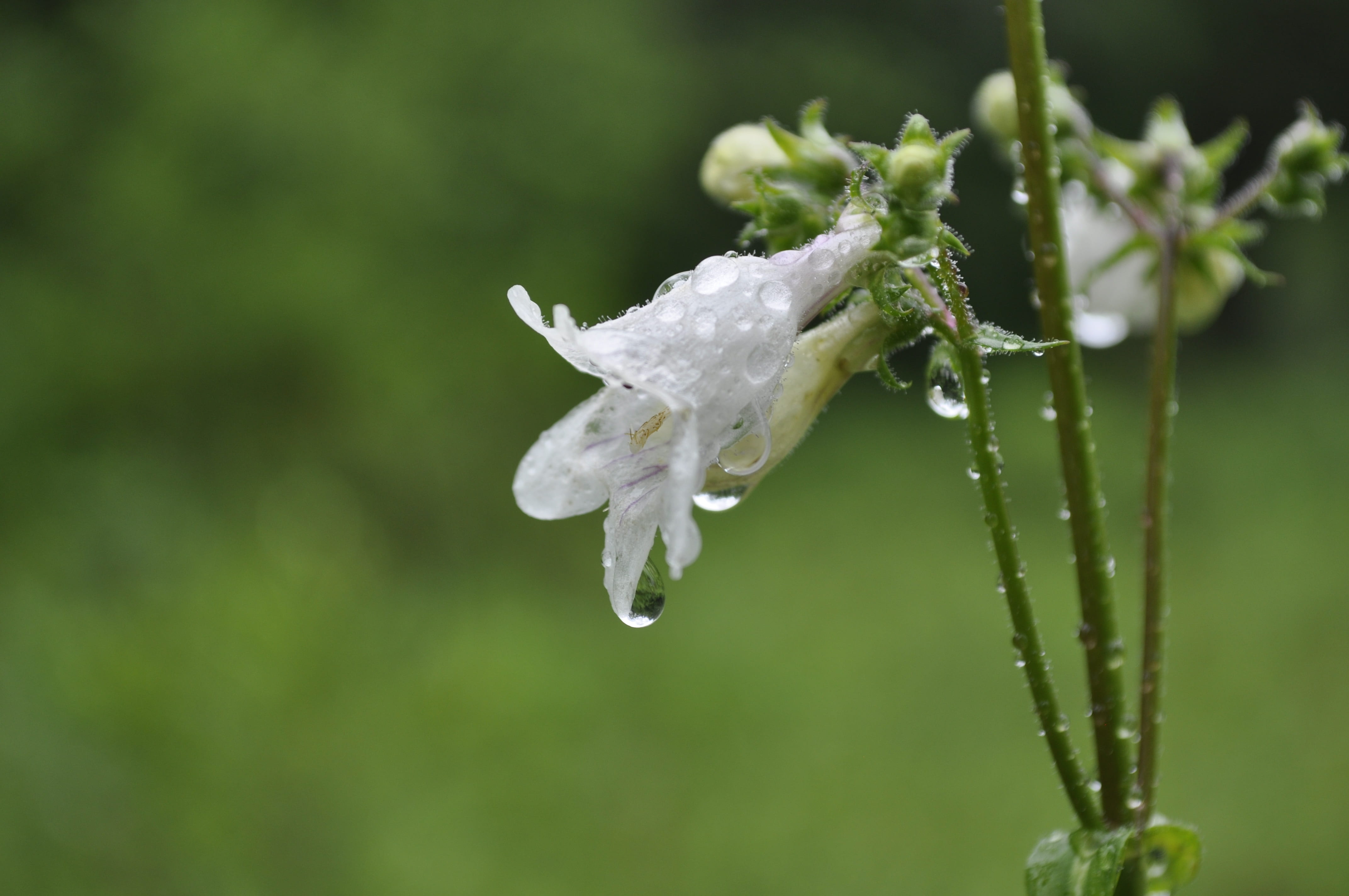 raindrop, plant, white color, water, day, cold temperature, wet, purity, green color, flower, focus on foreground, spring, drop, close-up, rain, flower head, HD Wallpaper