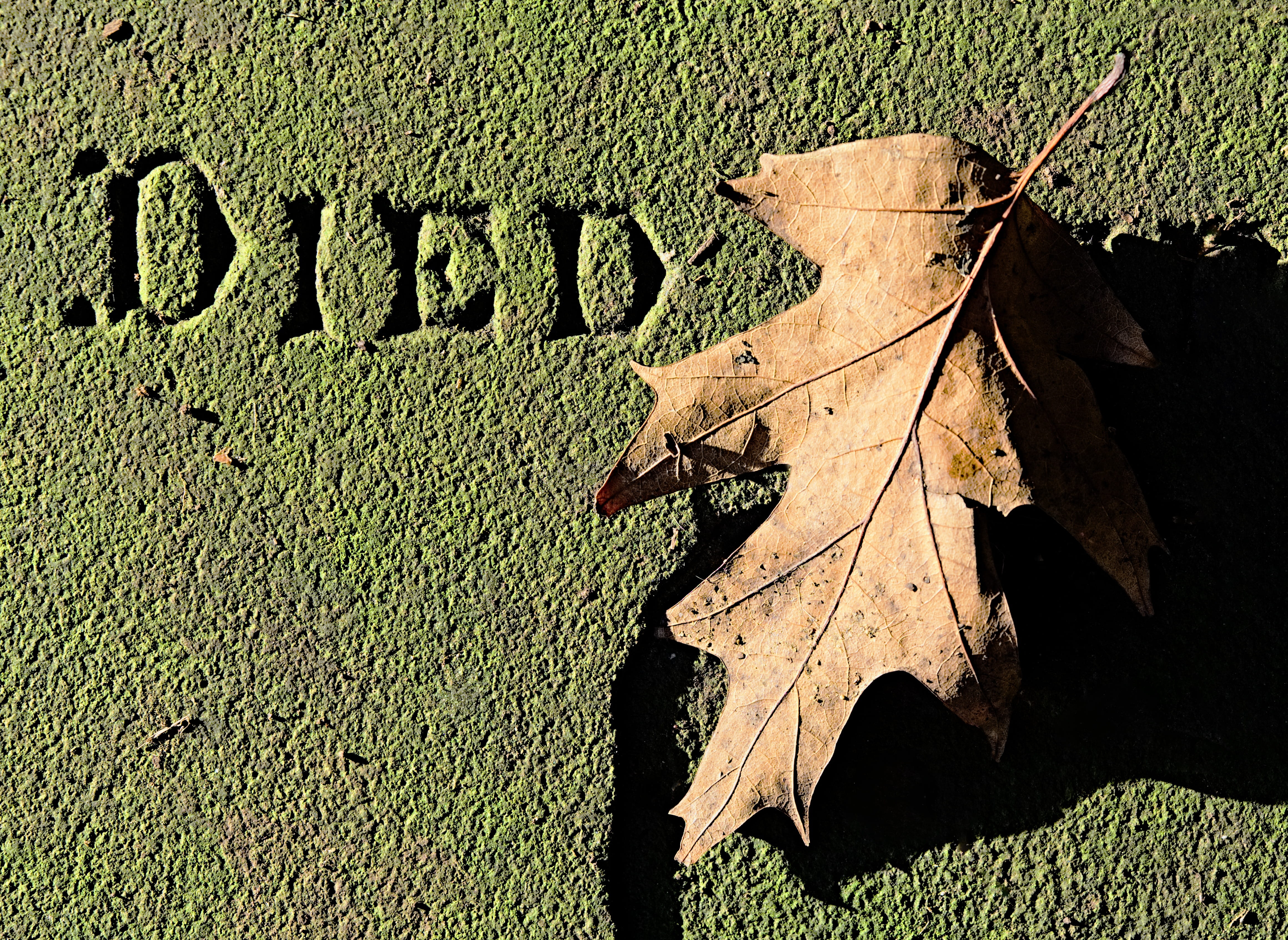 grave, day, Death, communication, ending, stone, rebirth, tombstone, sunlight, leaf, shadow, leaves, forgotten, change, tomb, autumn, 4K, field, final, HD Wallpaper