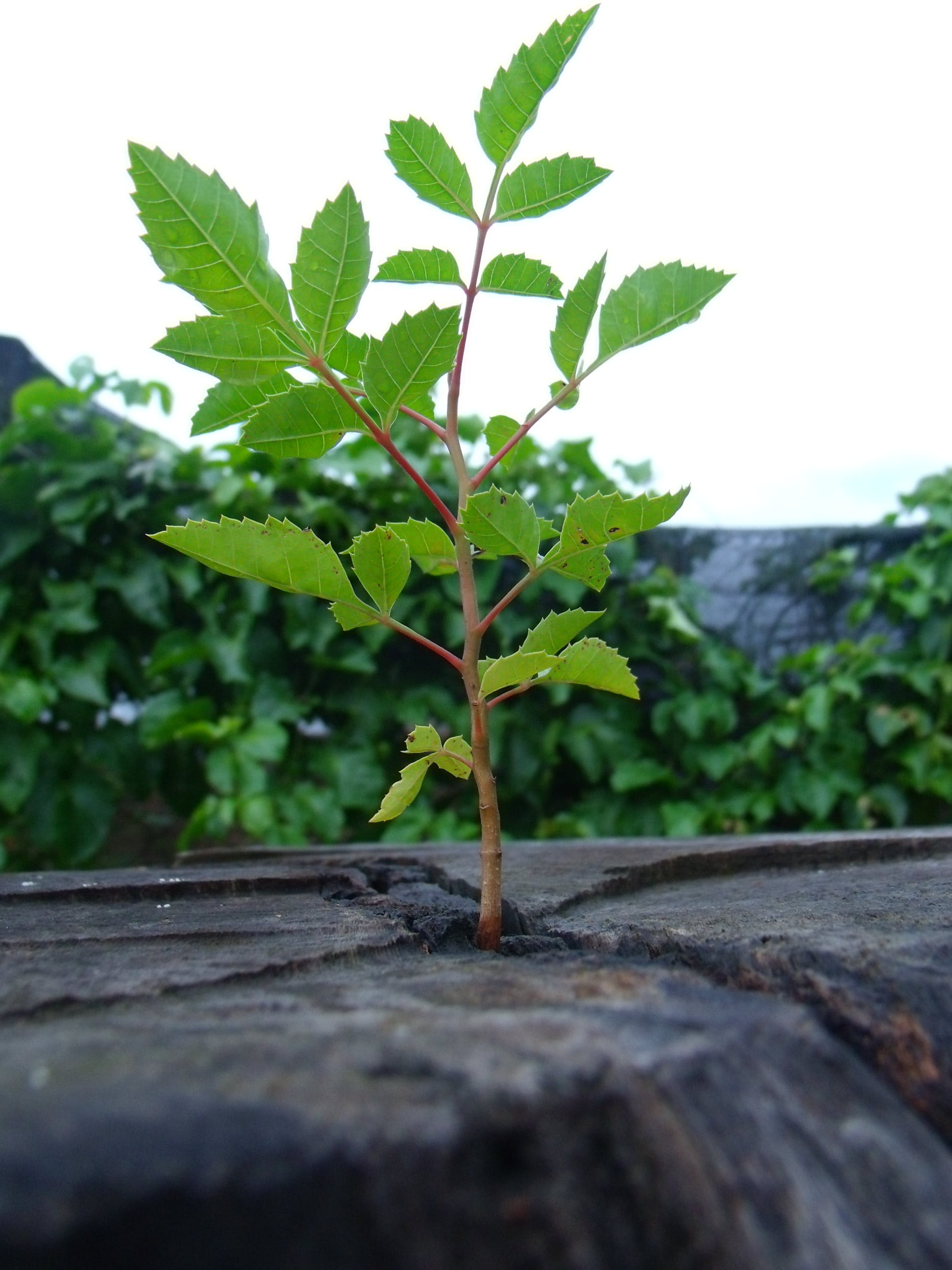 tree, growth, freshness, plant part, potted plant, nature, selective focus, wood - material, leaf, seedling, plant, close-up, sky, surface level, small, Phone HD Wallpaper