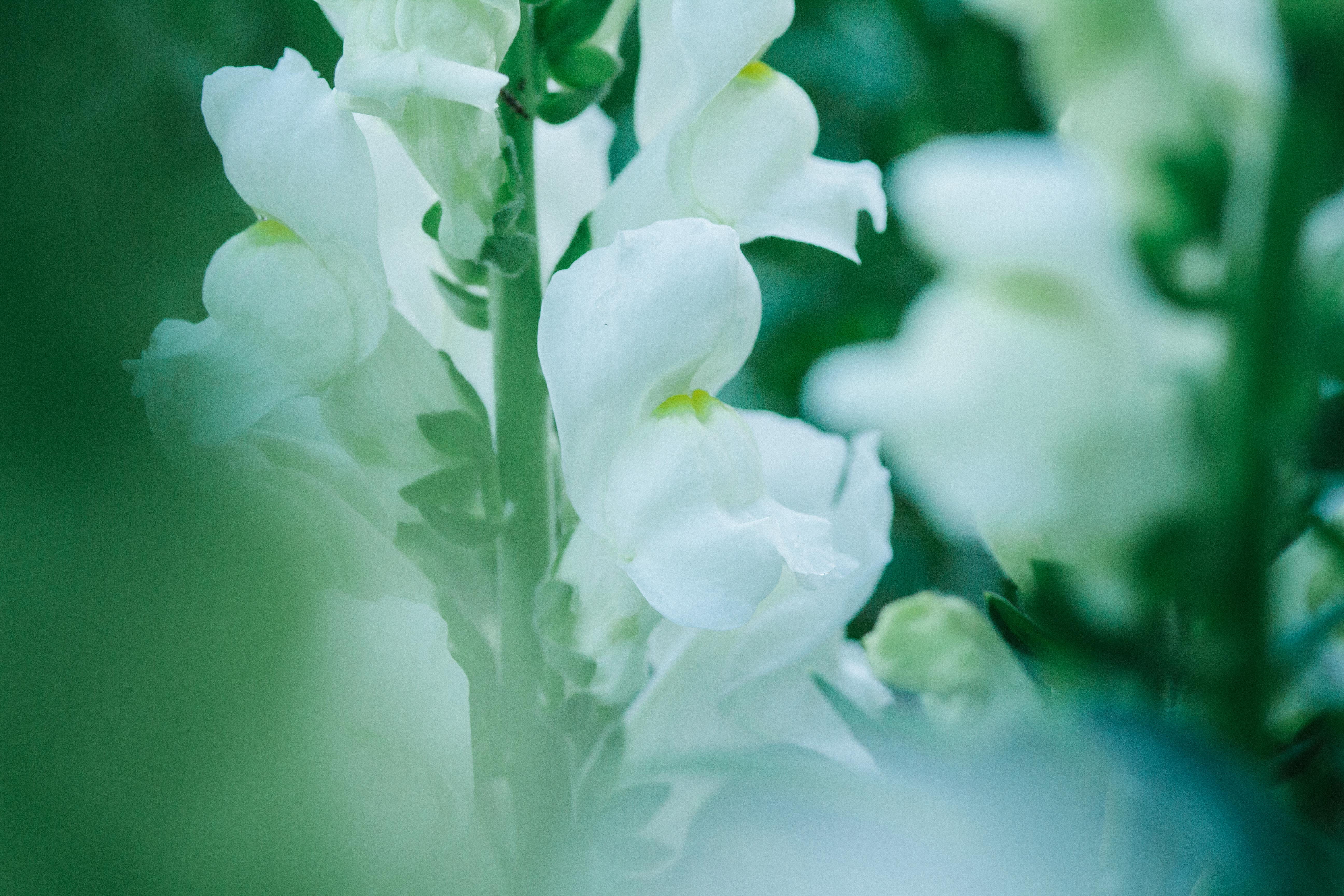 flowering plant, text, desktop, type, close-up, freshness, plant part, fresh, growth, beauty in nature, vulnerability, white color, HD Wallpaper