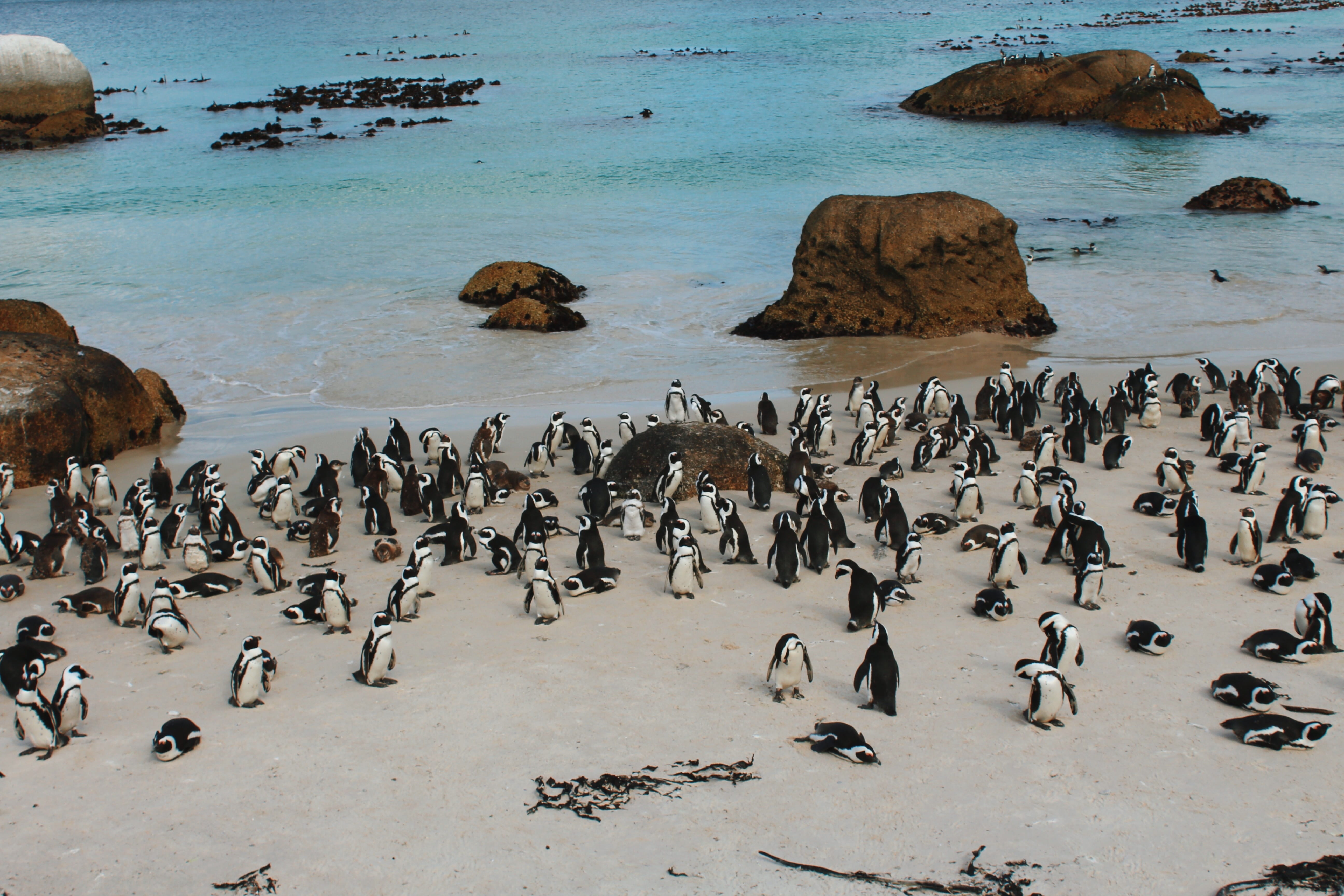 marine, water, nature, vertebrate, group of animals, beach, areia, penguin, animals in the wild, animal wildlife, boulders, pinguim, land, ocean, flock of birds, HD Wallpaper