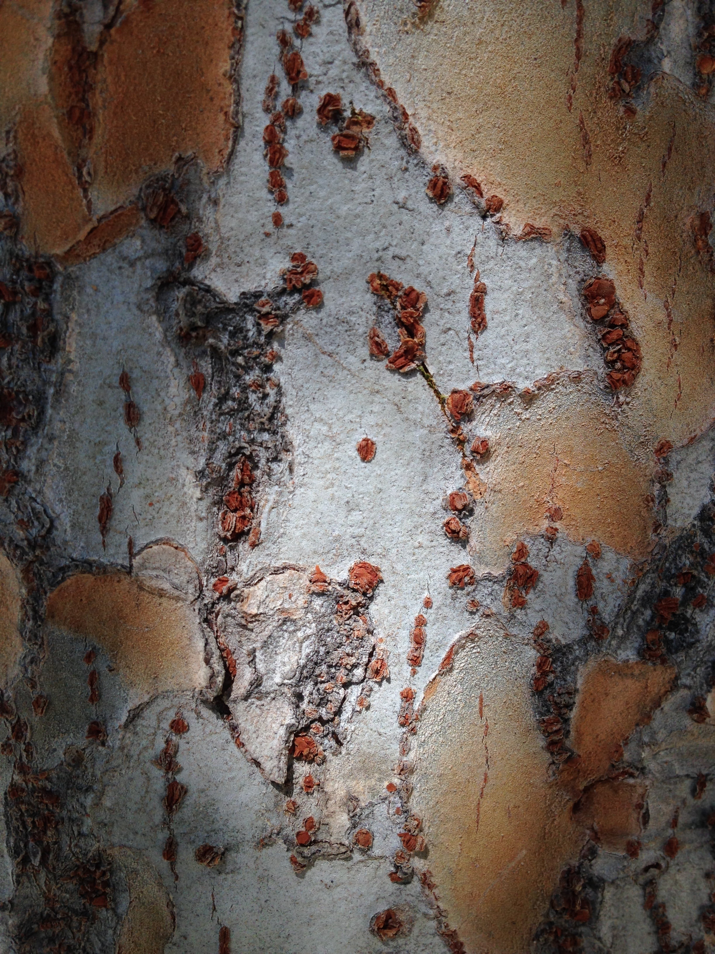 deterioration, close-up, texture, run-down, textured, backgrounds, architecture, wooden, wall, old, trunk, pattern, wall - building feature, rusty, abandoned, Phone HD Wallpaper