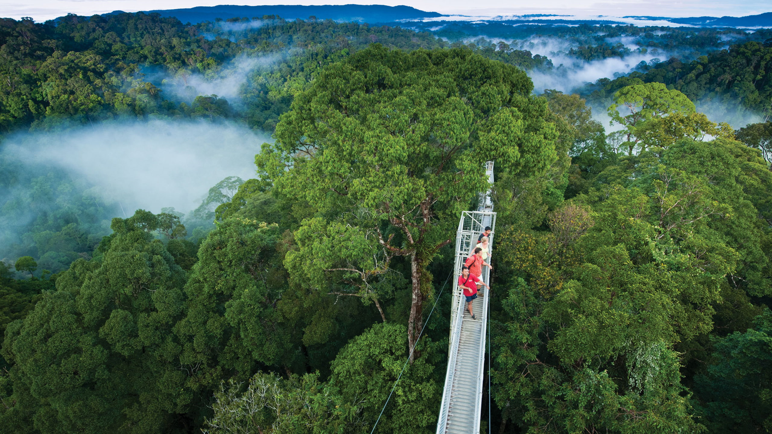 hd, 2K, photography, walk, national, landscape, jungle, resolution, temburong, park, ulu, brunei, high, HD Wallpaper