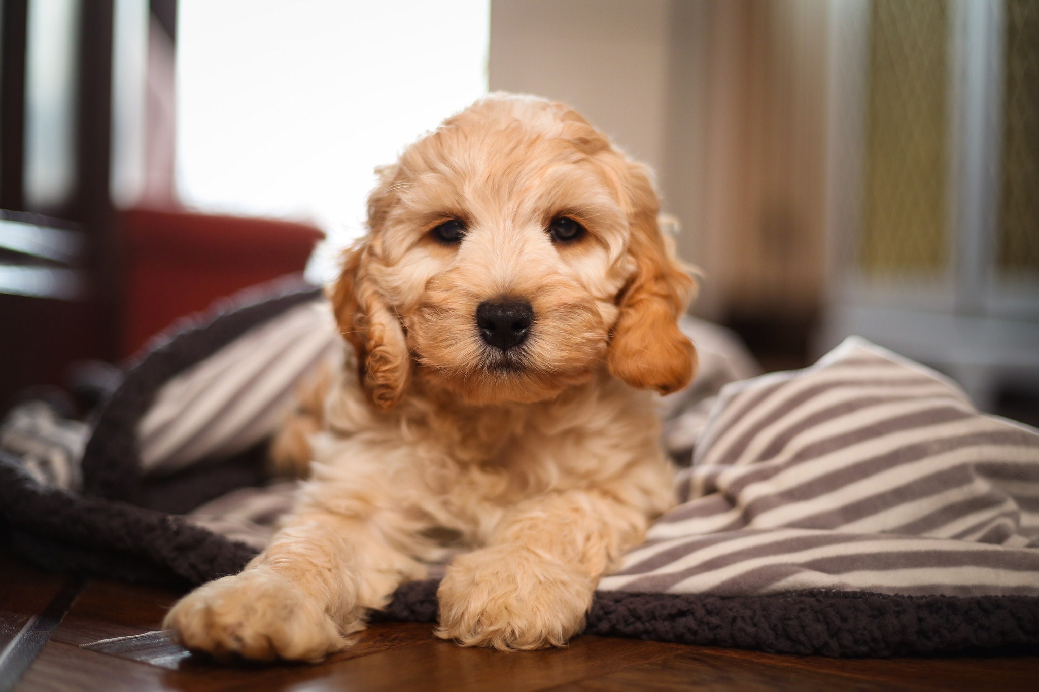 1080P, The Cockapoo, puppy, doggie, Cocker poodle, HD Wallpaper