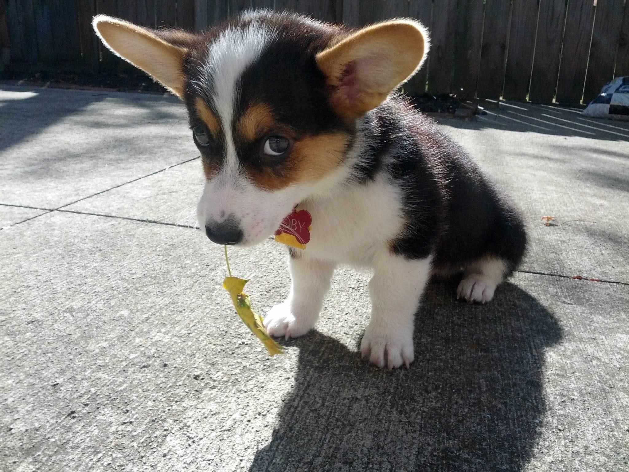 didn, puppy, 1080P, cute, short, corgi, doggy, t, animals, leaf, coat, black, little, white, HD Wallpaper
