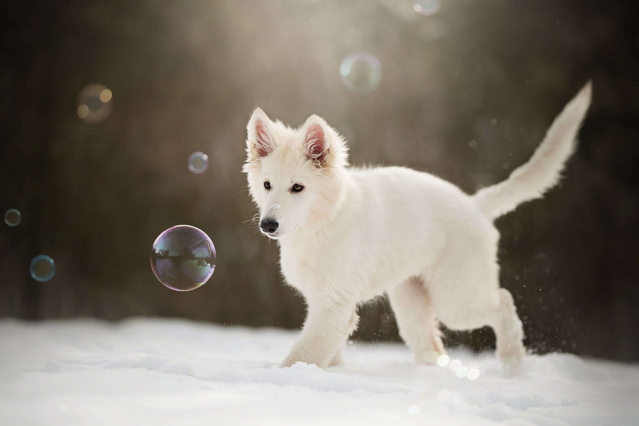 The white Swiss shepherd dog, doggie, snow, puppy, winter, 1080P, bubbles, HD Wallpaper