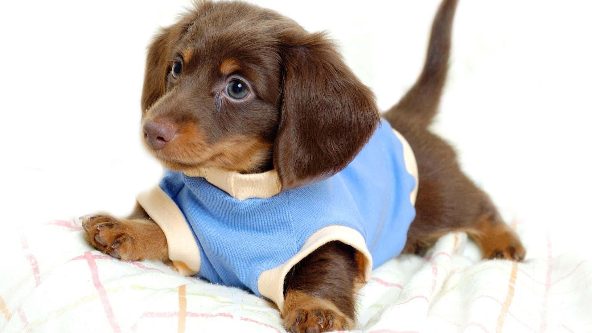 poppy, dog, doggy, dressy, cute, 1080P, HD Wallpaper