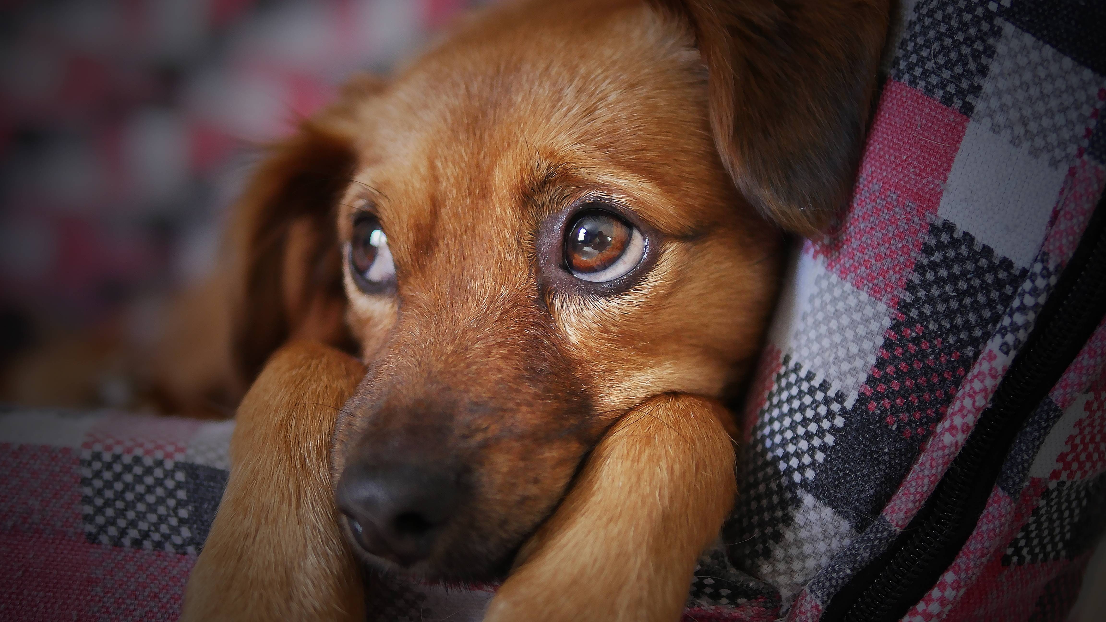 doggy, cute, dog, pet, sad, animal, puppy, looking, 4K, HD Wallpaper
