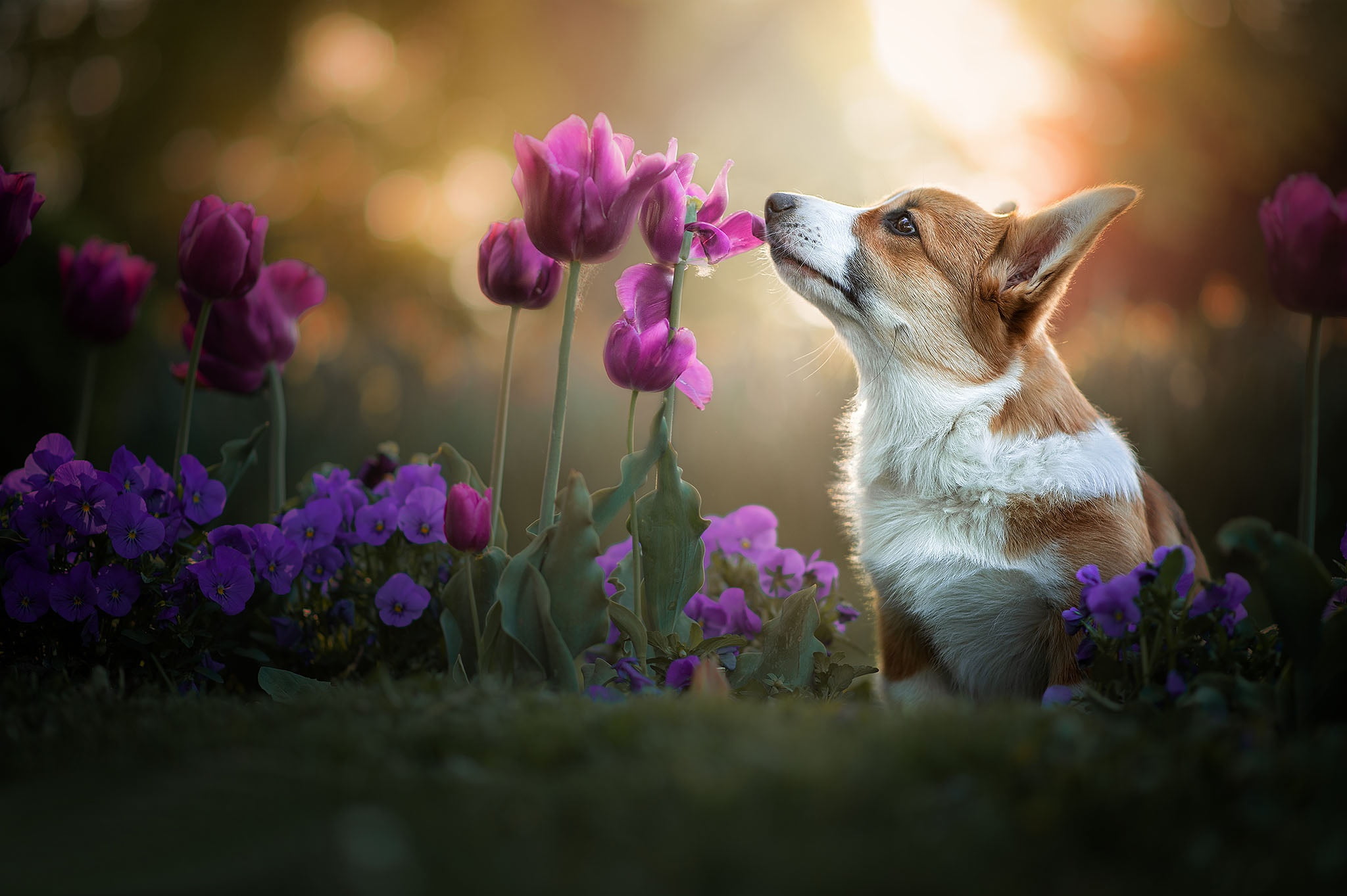 doggie, tulips, Welsh Corgi, dog, Pansy, 1080P, bokeh, flowers, HD Wallpaper
