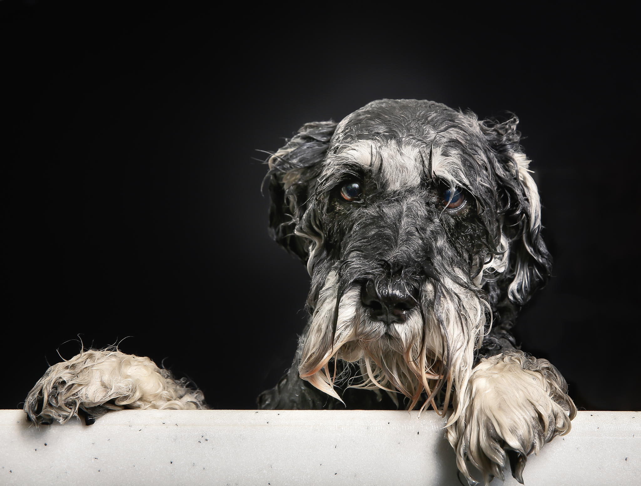 1080P, dog, bath, each, look, doggie, Wet portrait, HD Wallpaper