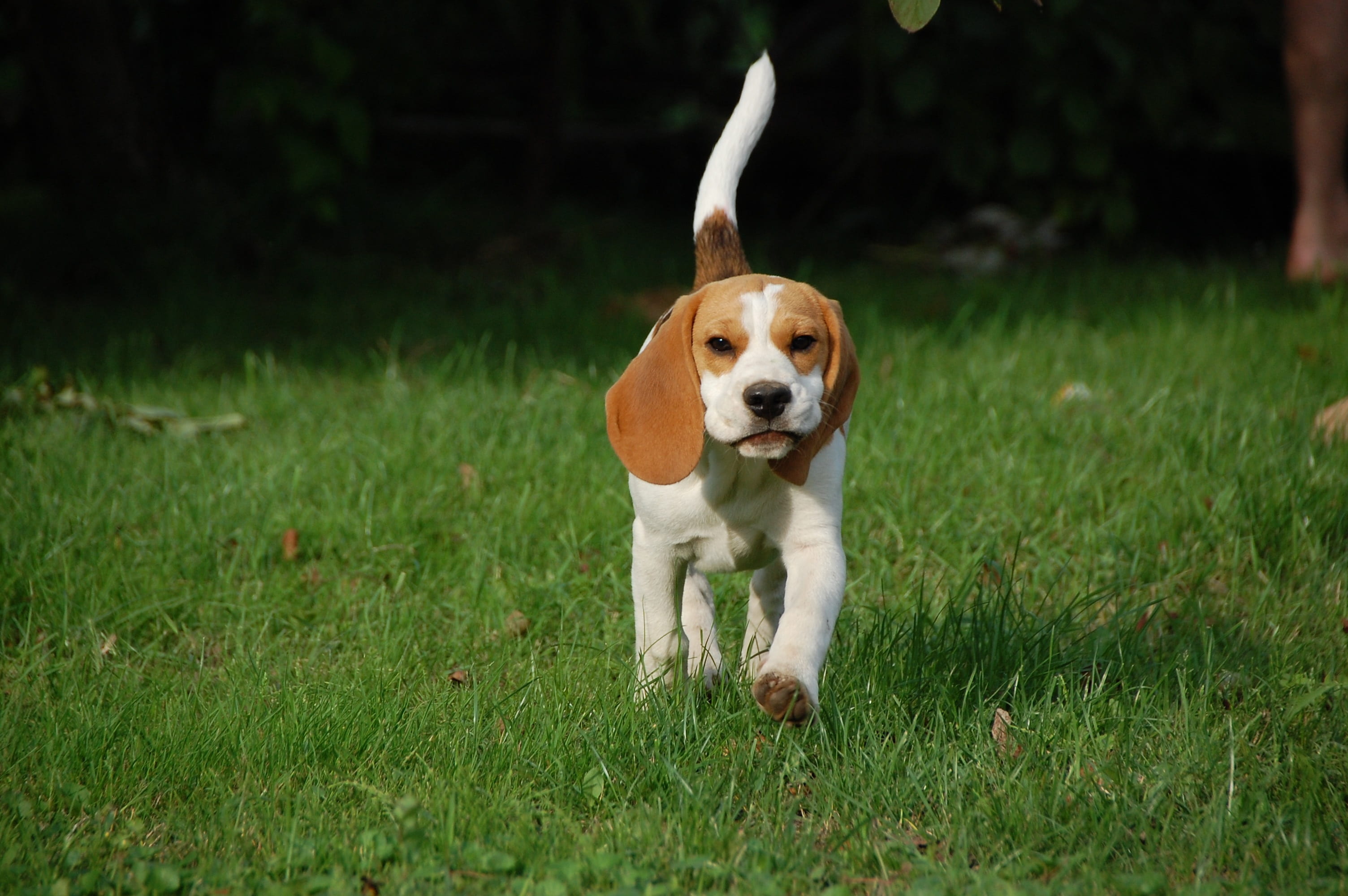 portrait, daytime, vertebrate, running, breed, white, domestic animals, green, land, bigel, lemon, field, one animal, domestic, animal themes, day, doggy, HD Wallpaper