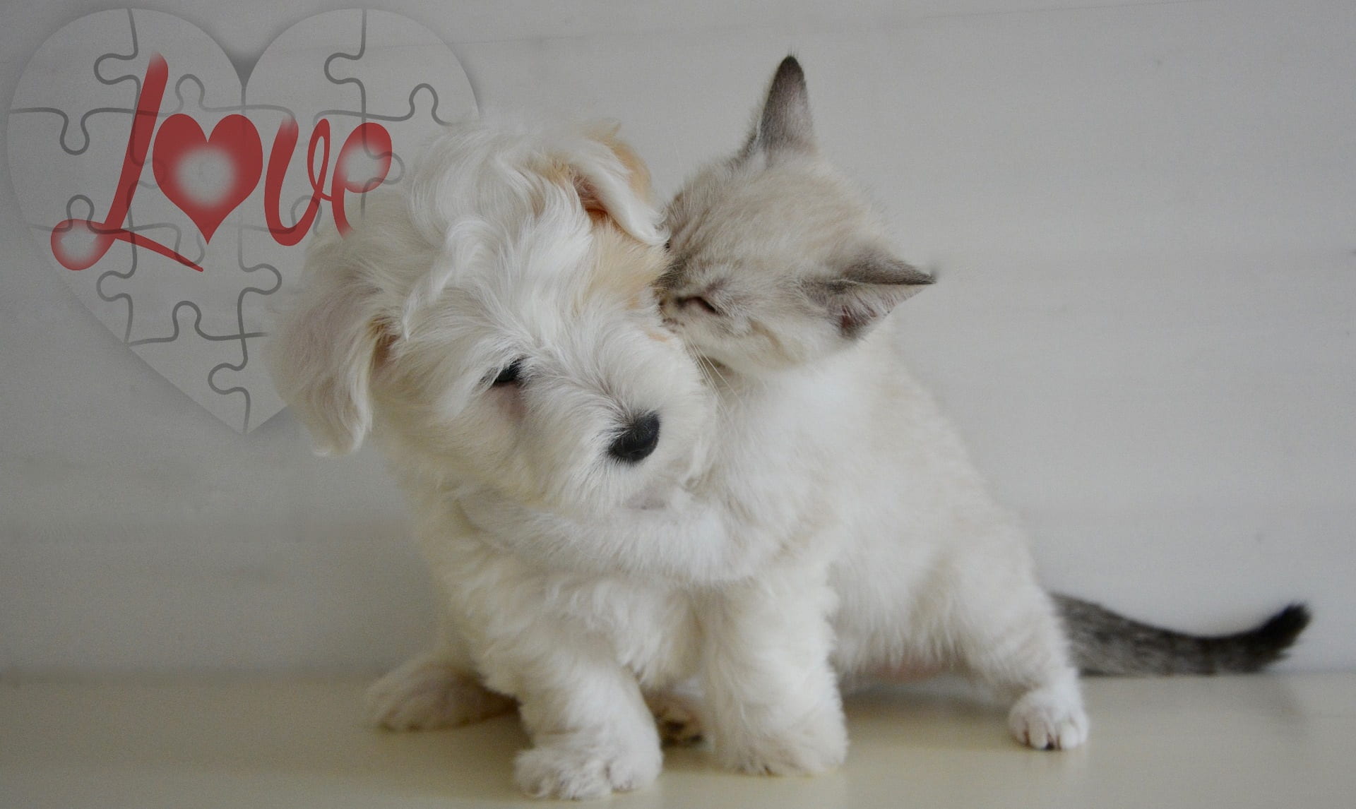 white, wirehaired, text, eyes closed, heart, close-up, feelings, no people, relaxation, pets, one animal, vertebrate, canine, love, cute, animal, kitten, HD Wallpaper