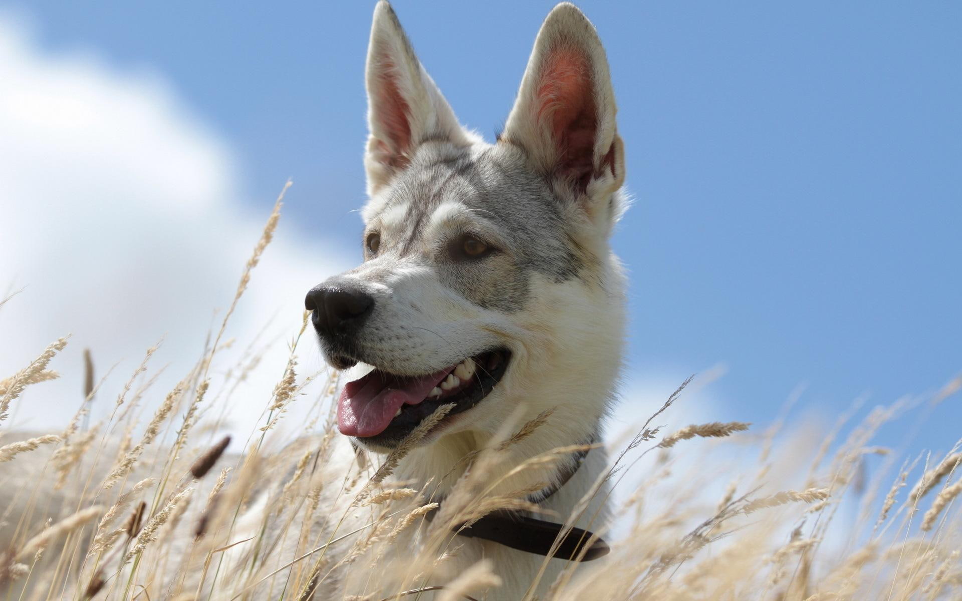 doggy, cute, beautiful, 1080P, animals, dogs, HD Wallpaper