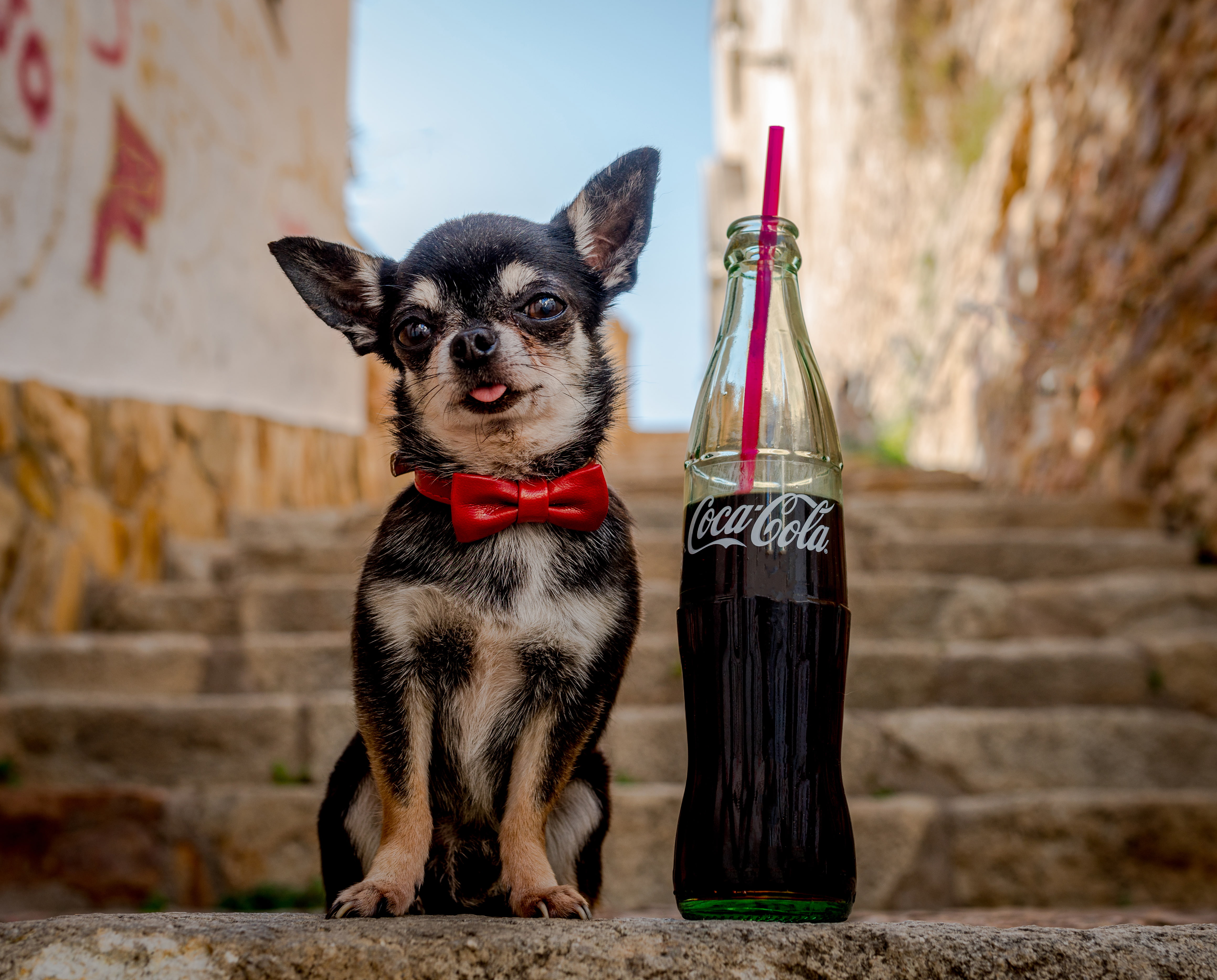 steps, doggie, Chihuahua, Coca-Cola, dog, ladder, bottle, 4K, butterfly, HD Wallpaper