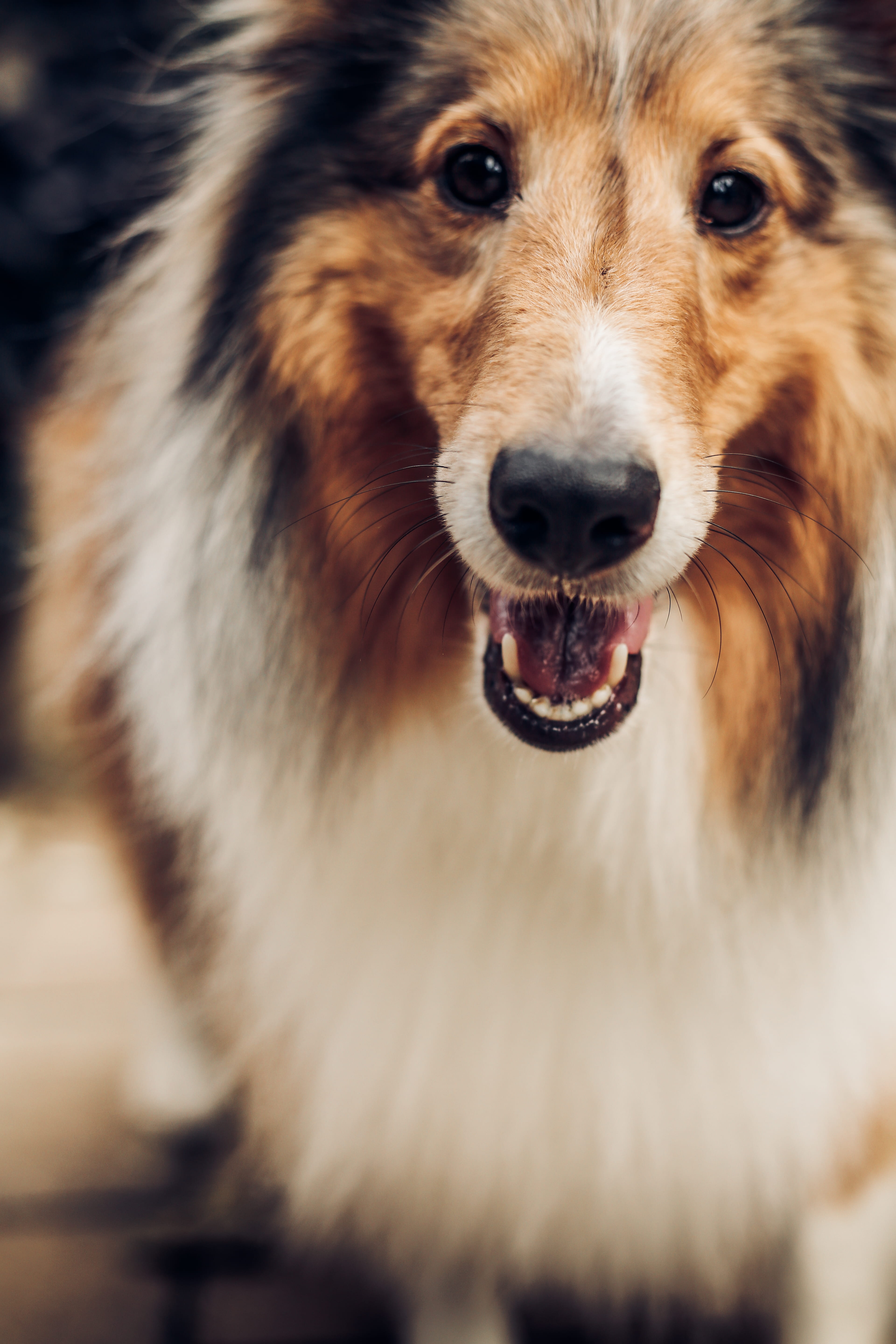 shallow, pure breed, one animal, black, white, dog, mammal, focus on foreground, coat, adult, pure bred, animal mouth, long, animal head, fancy, collie, Phone HD Wallpaper