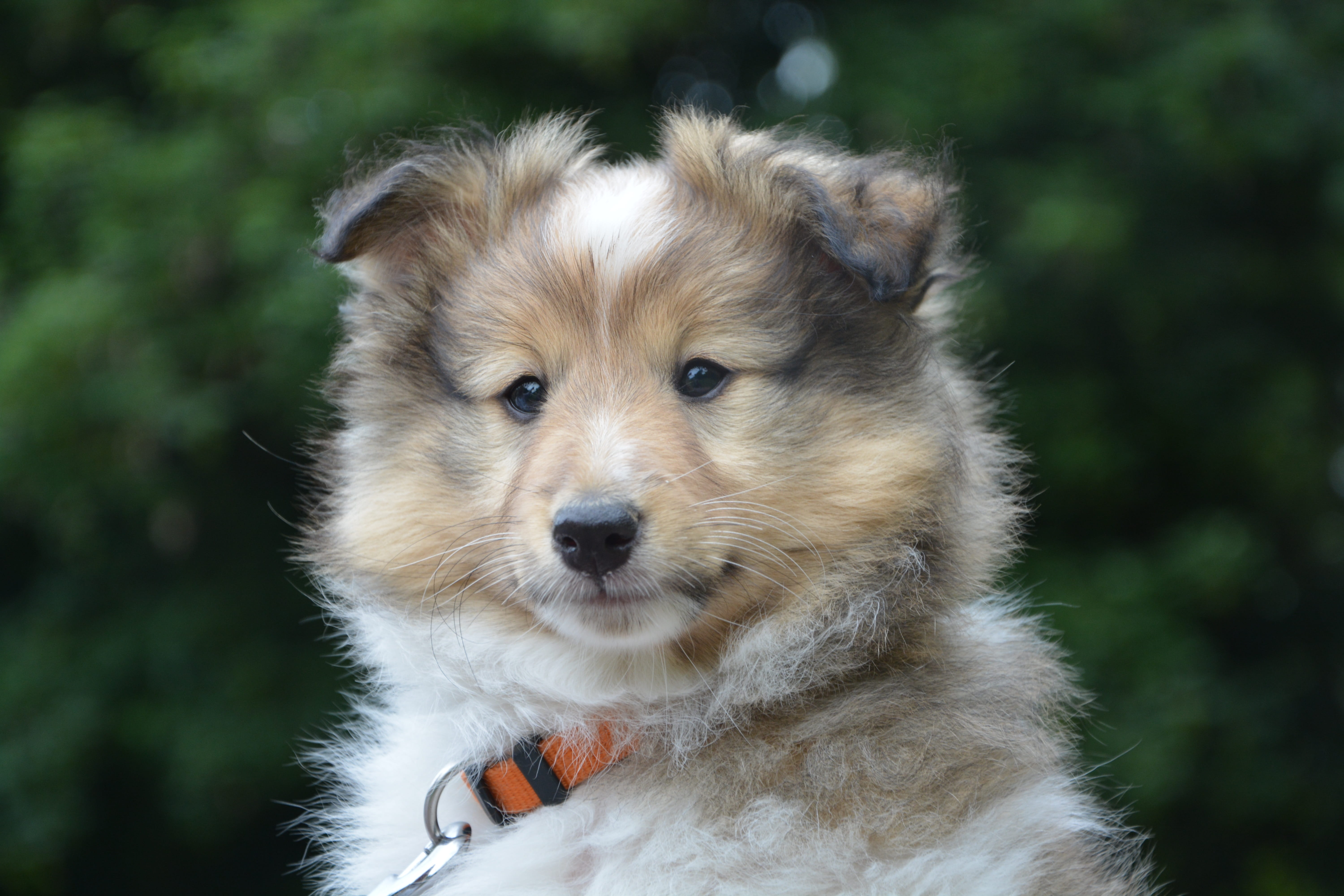 purebred Dog, fawn with black overlay, pure-breed, vertebrate, animal, collie, young Animal, animal body part, one Animal, Lof, looking at camera, pomeranian, HD Wallpaper