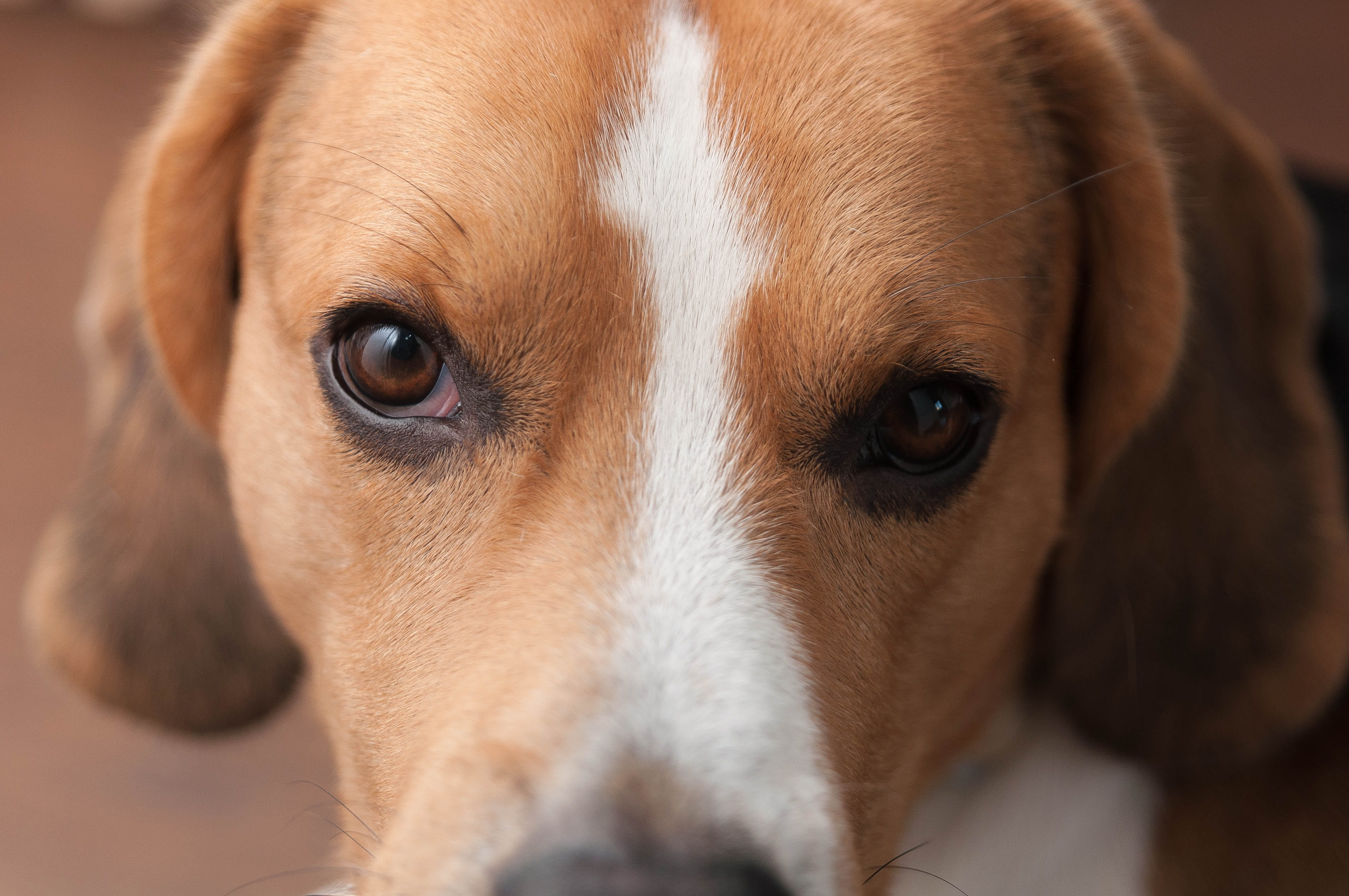 front view, portrait, domestic, pure breed, brown, close-up, canine, animal nose, dog, animal themes, looking at camera, beagle, no people, indoors, obedient dog, HD Wallpaper