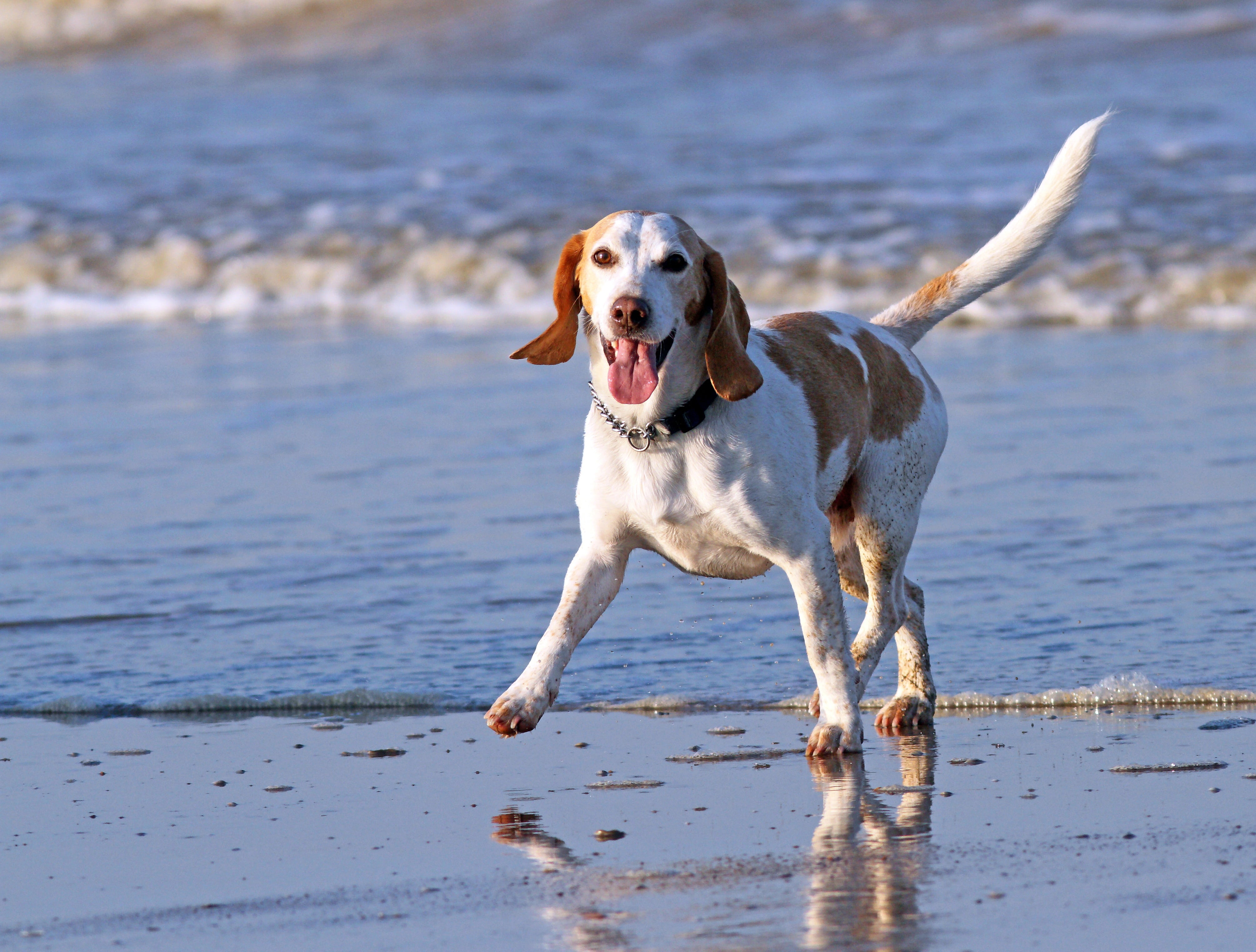pet, seashore, 4K, mammal, beach, looking at camera, beagle, pets, adult, mouth open, dog, sandy, happiness, outdoors, day, daytime, nature, outdoor, portrait, HD Wallpaper