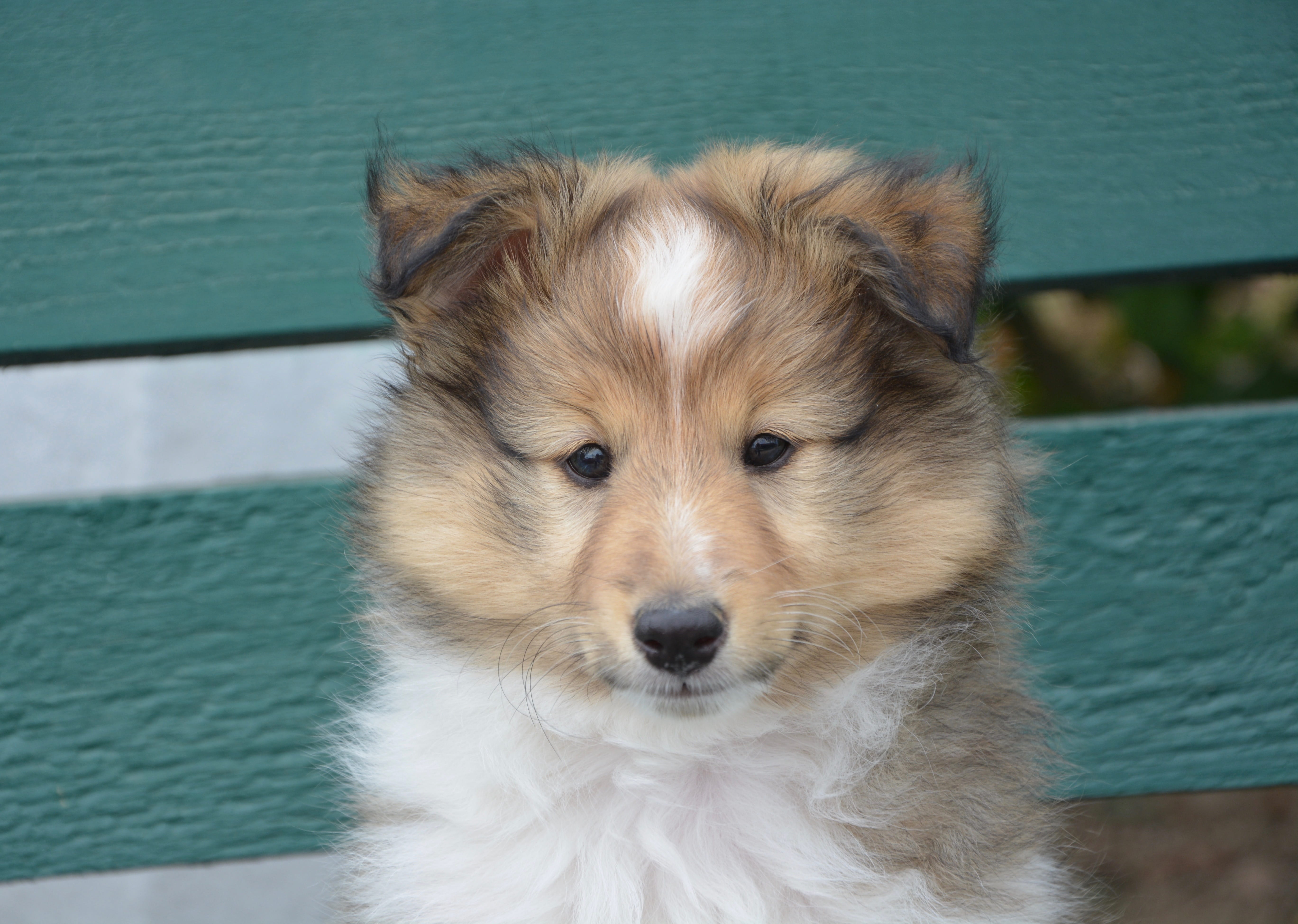 dog, shetland sheepdog, color, animal themes, rough, animal body part, pool, Rough Collie, race, canine, one animal, looking at camera, no people, pets, HD Wallpaper