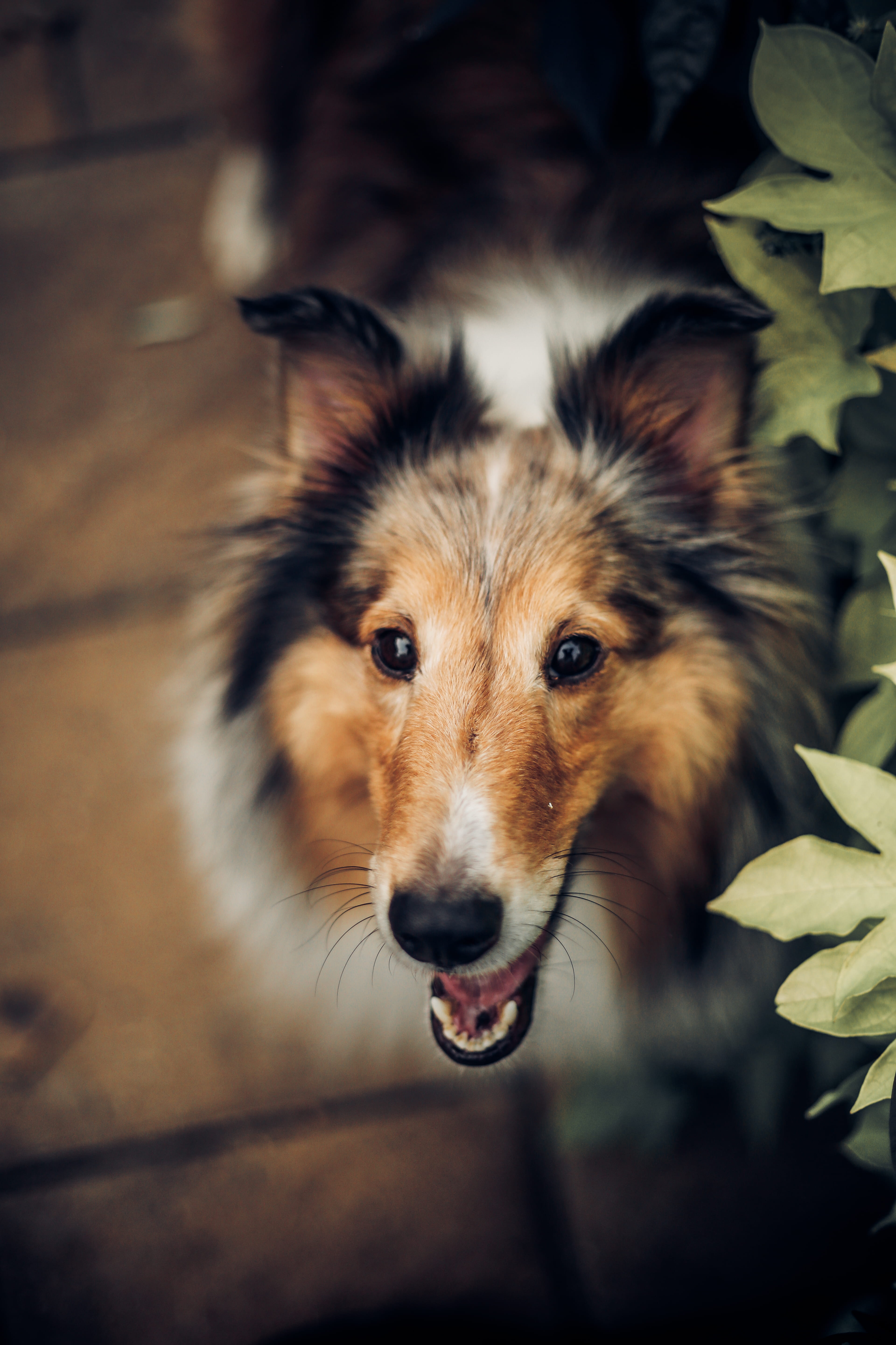 collie, pure, show dog, high angle view, selective, garden, short, leaf, close up, domestic, medium, canine, mouth open, pets, brown, mammal, shallow, one animal, Phone HD Wallpaper