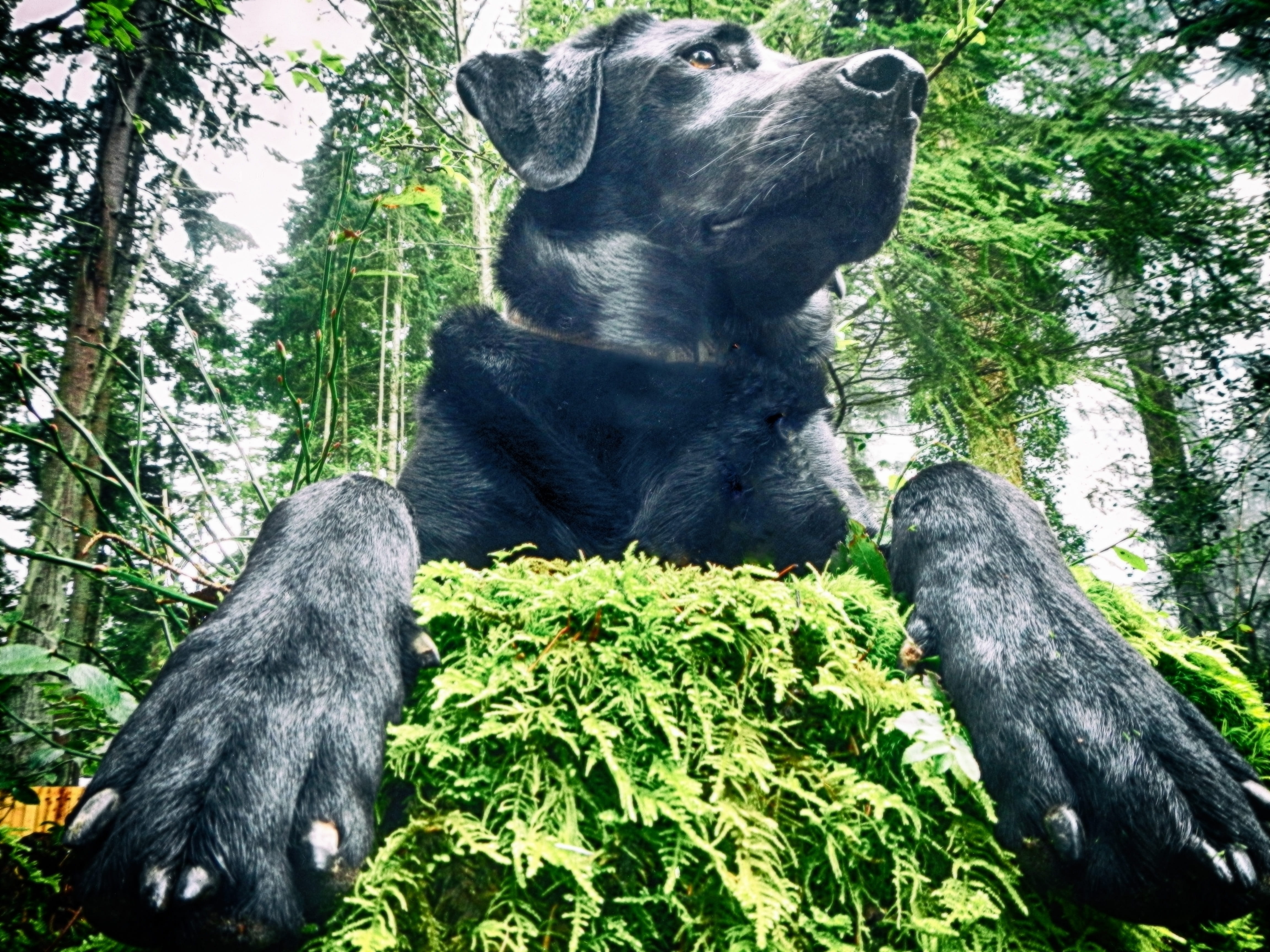 animals And Pets, lab, green color, outdoors, Labrador, Woods, trees, growth, doggy, domestic, pure-bred, breed, day, portrait, Dog, mammal, pose, animal, HD Wallpaper