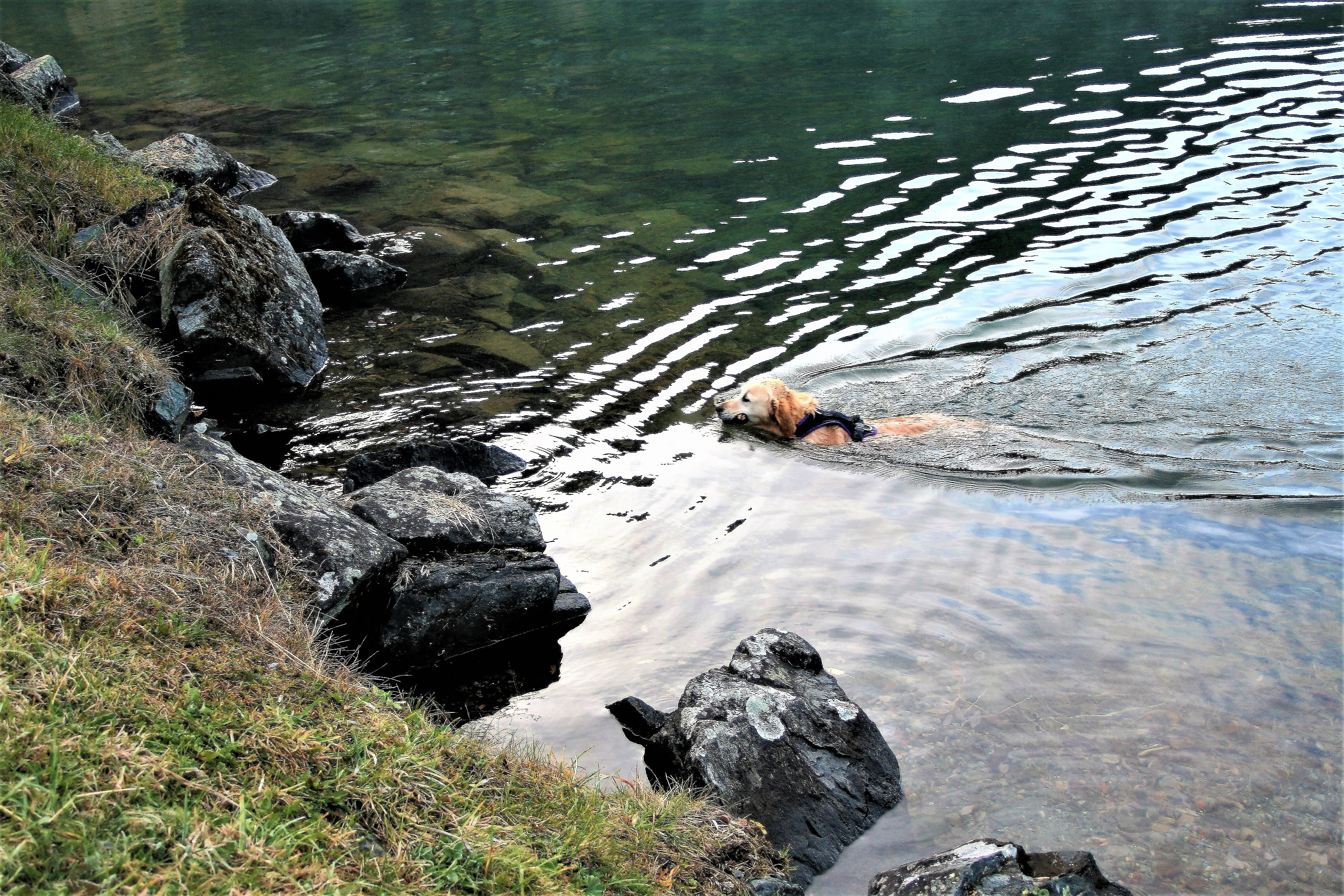 day, rock - object, men, rock, a friend of man, fun, outdoors, high angle view, animal, beauty in nature, wet dog, nature, pure-breed dog, leisure activity, HD Wallpaper