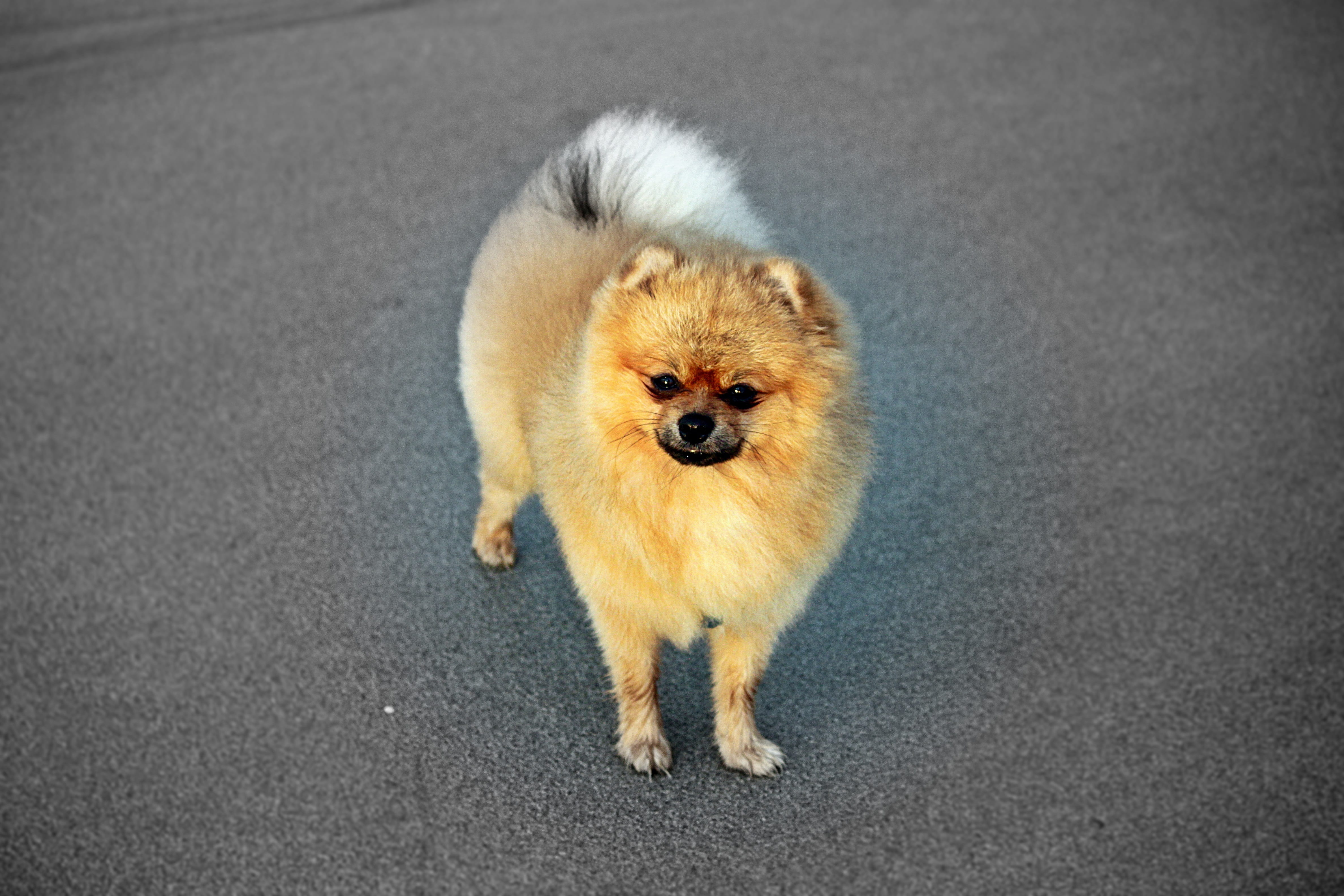 portrait, day, 4K, looking at camera, road, pure-breed dog, high angle view, vertebrate, street, canine, no people, pets, one animal, mammal, pomeranian, HD Wallpaper