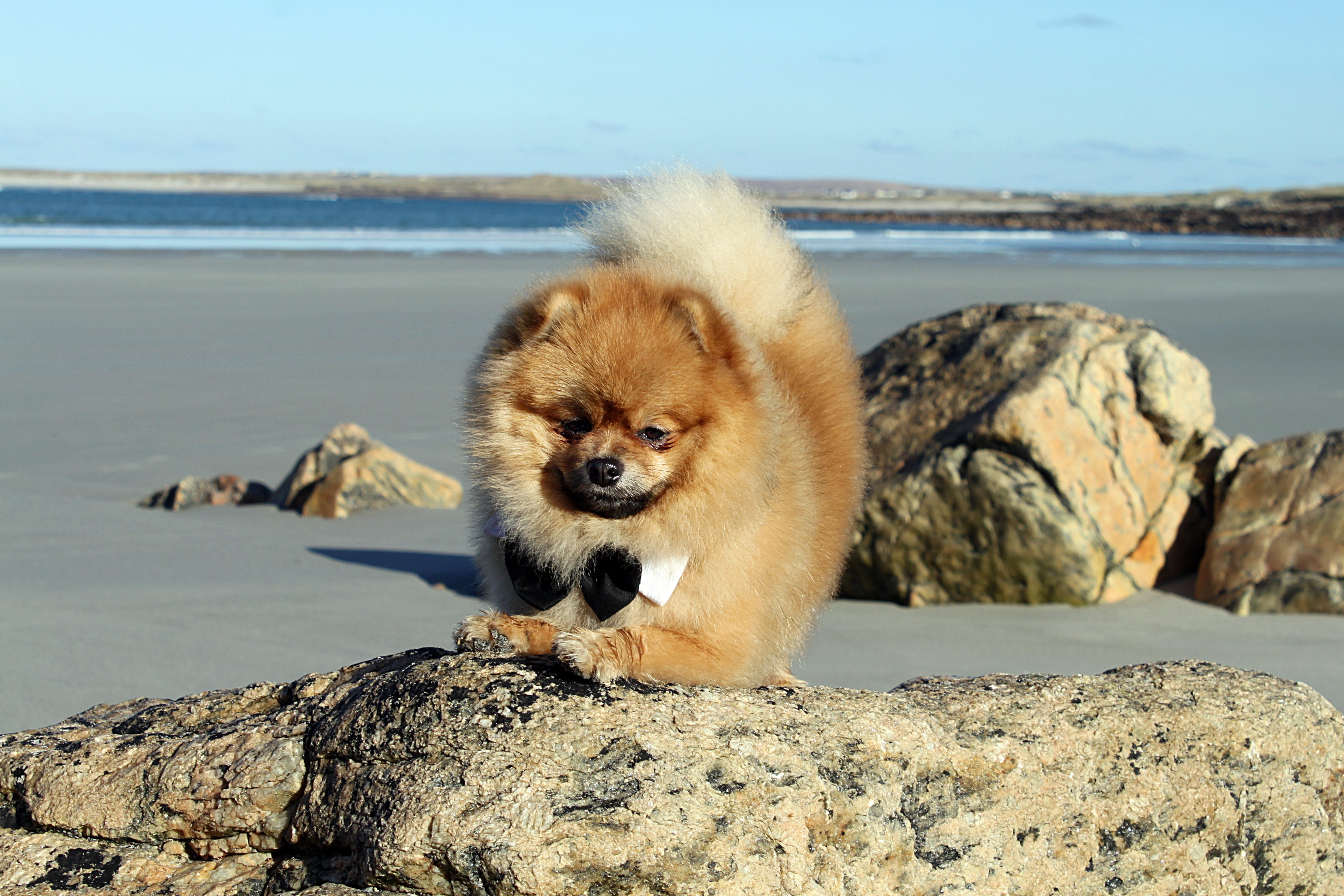 mammal, spitz miniature, nature, animals, sea, focus on foreground, vertebrate, animals in the wild, no people, rock - object, rock, water, day, 4K, sky, HD Wallpaper
