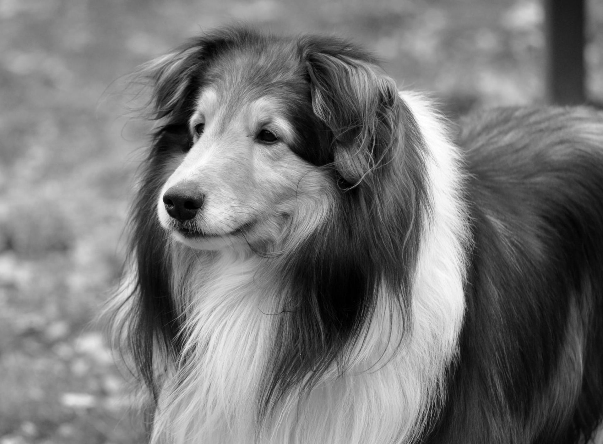 breed, Animals, beautiful, hairstyle, adult, 1080P, fur, Pets, bw, looking, vertebrate, black and white, dog, companion, focus on foreground, lassie, small, HD Wallpaper