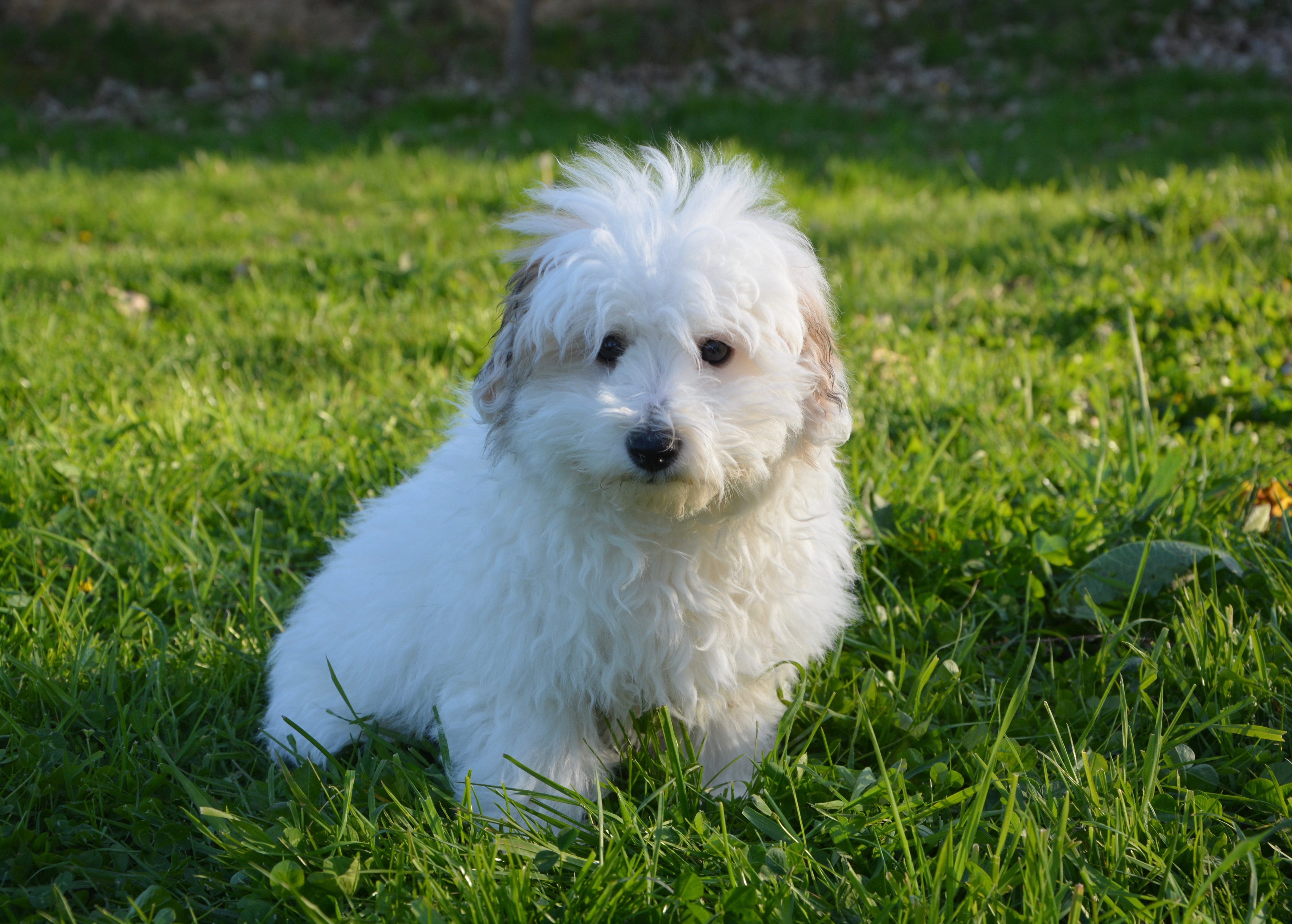pretty dog, mammal, no people, day, pure-breed, field, pet, puppy, pup, outdoors, canine, cute, nature, grass, domestic animal, animal, domestic, land, HD Wallpaper