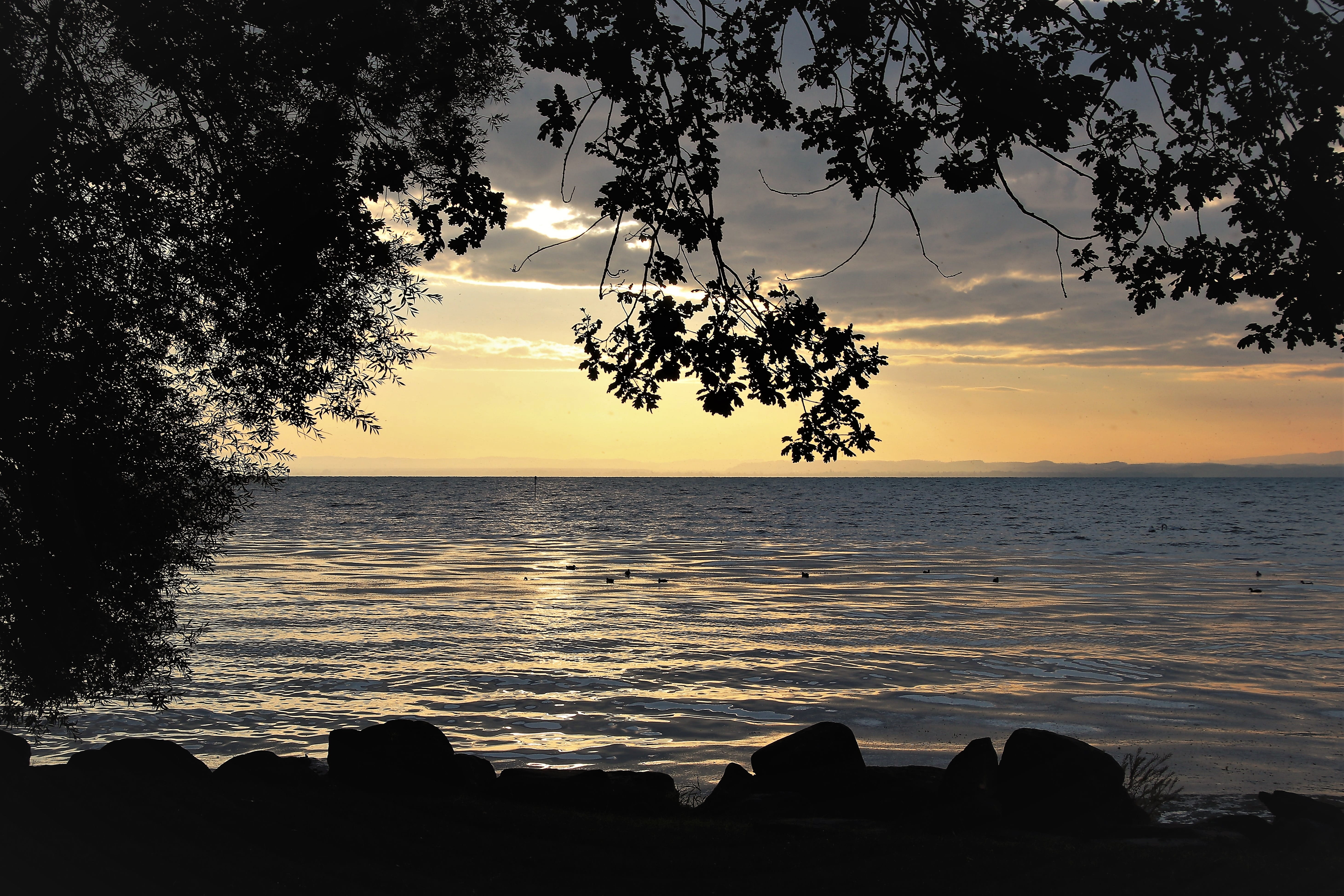 tree, scenery, romantic, morning, horizon over water, foliage, silhouette, 5K, desktop, mood, land, orange color, tranquil scene, sea, sunset, HD Wallpaper