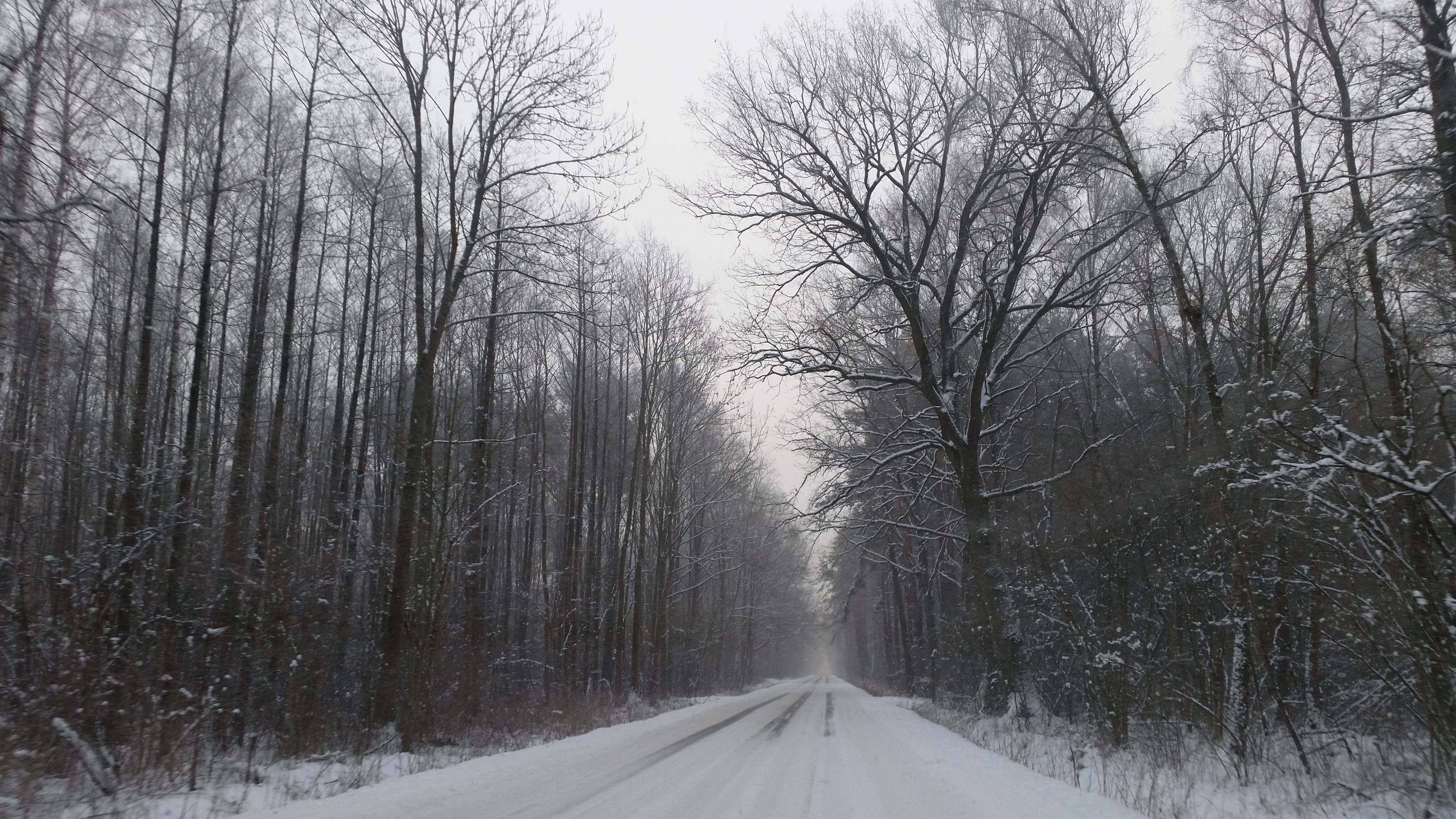 the silence, scenics - nature, beauty in nature, covering, cold temperature, no people, tree, bare tree, the way forward, day, plant, road, 5K, forest, HD Wallpaper