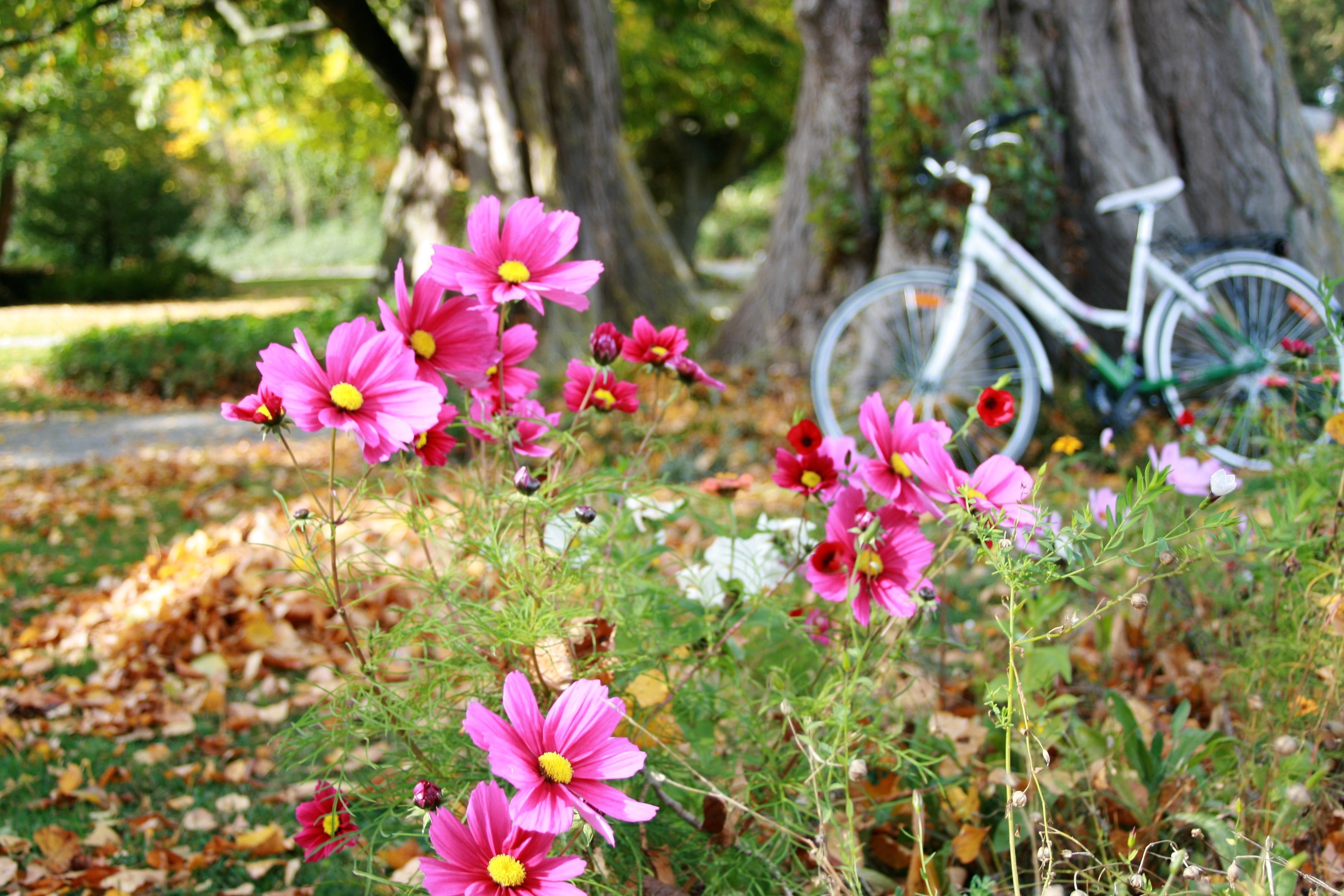 autumn flowers, pink color, autumn, park, spacer, flowering plant, land, vulnerability, flowerbed, focus on foreground, flower, the delicacy, freshness, HD Wallpaper