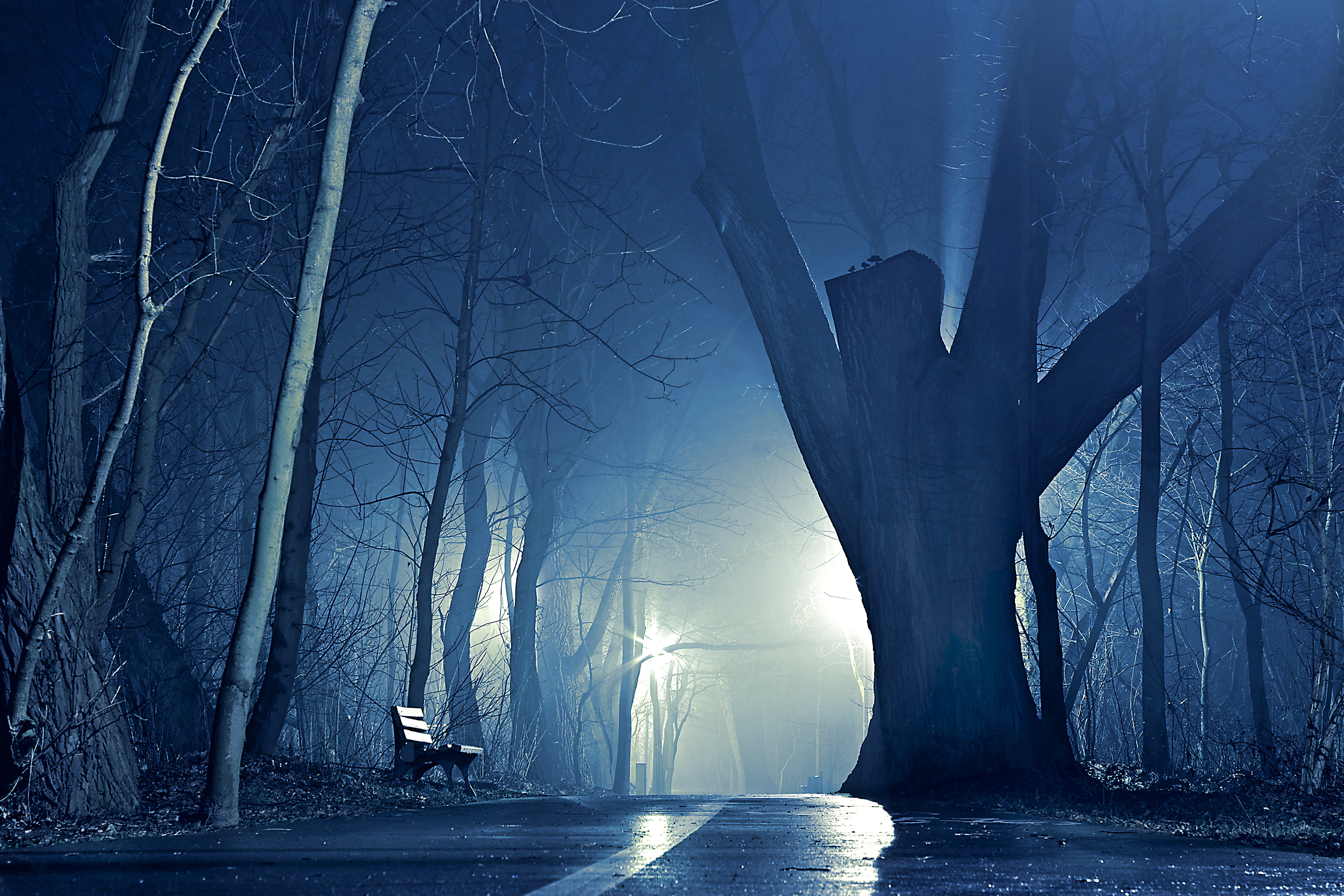 giant, bench, atmosphere, evening, architecture, opole, clipped the branch, the island bolko, spacer, way, tranquil scene, tranquility, beauty in nature, HD Wallpaper