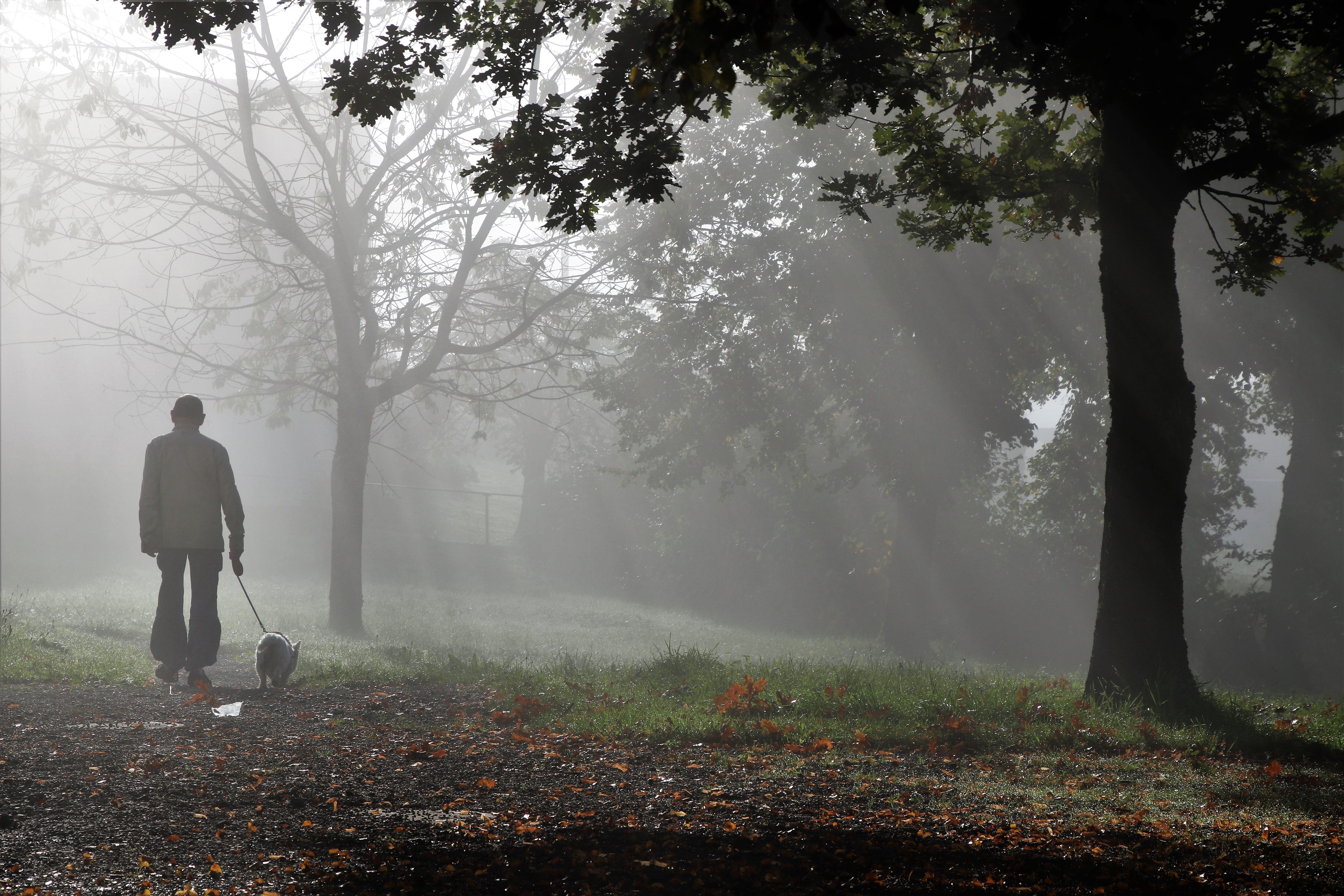 day, view, nature, fog, real people, on a leash, in the morning, foliage, oct, dog, rear view, you go, tranquil scene, fog lights, autumn, mountain, the fog, HD Wallpaper