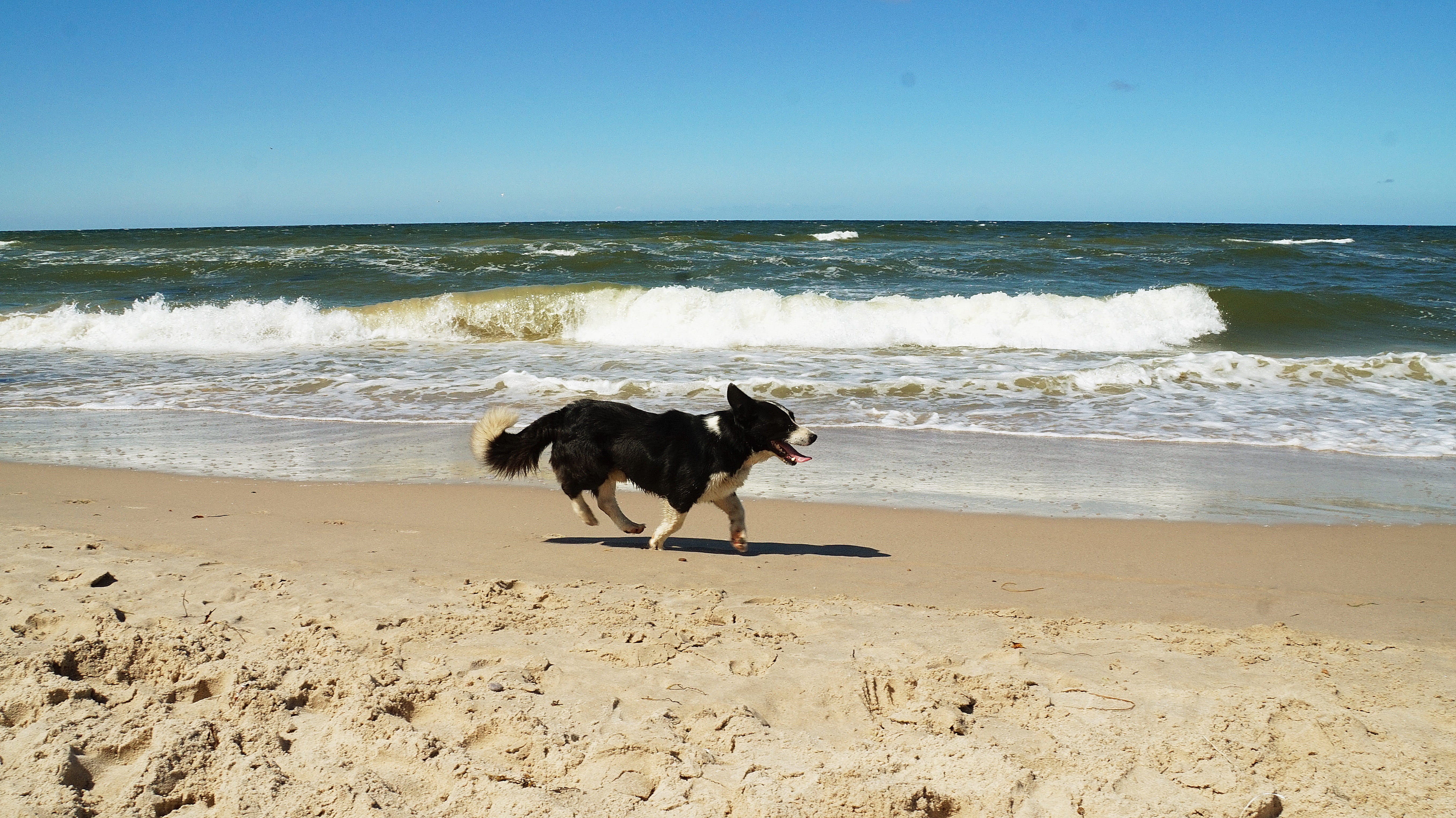 morze, wakacje, domestic, animal, horizon over water, domestic animals, horizon, one animal, motion, bałtyk, sand, sea, water, spacer, pets, wypoczynek, HD Wallpaper