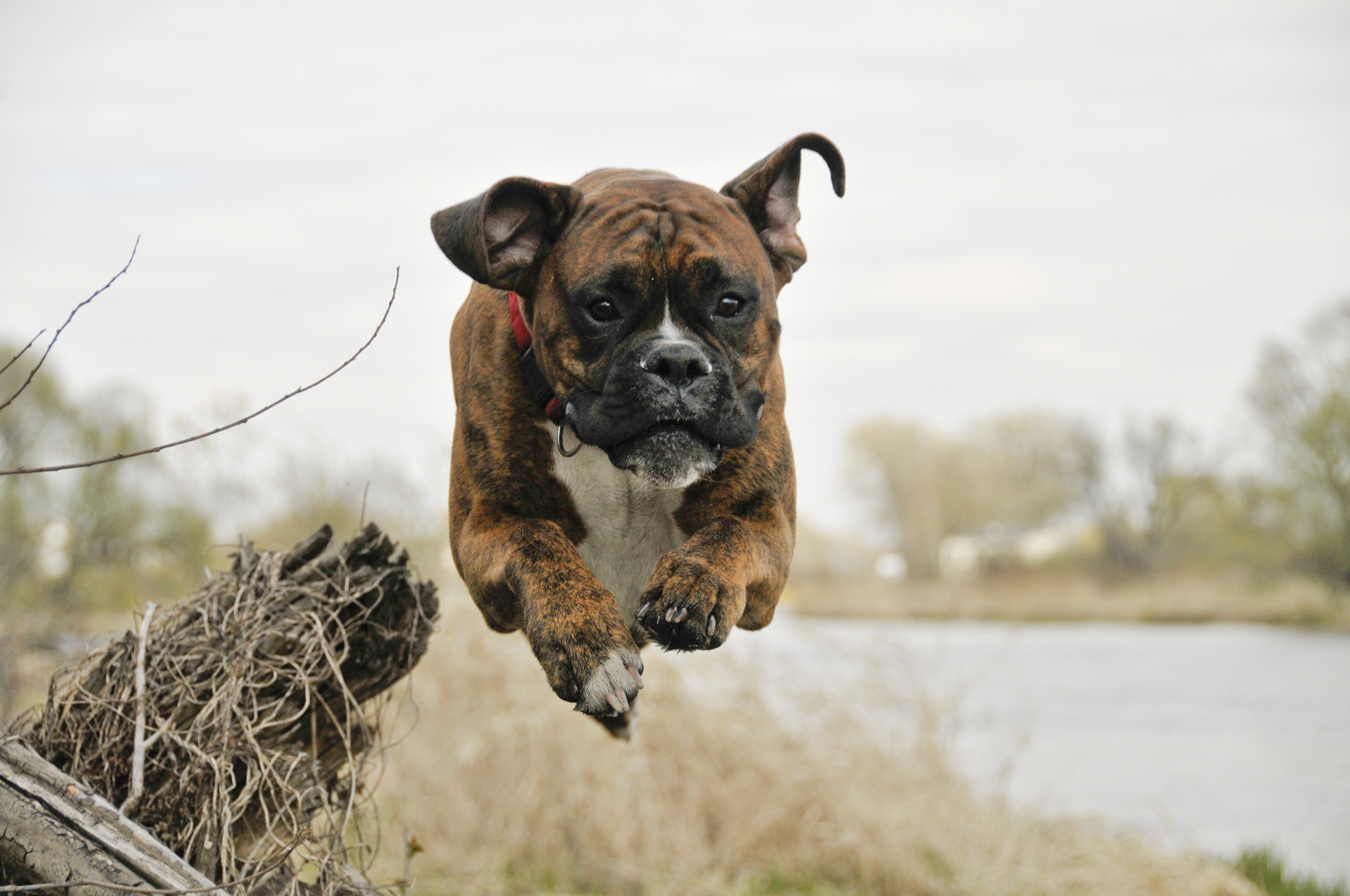 domestic animals, river, water, one animal, cute, dog, brown, vertebrate, daytime, cut down a tree, brindle, pets, day, looking, focus on foreground, flight, HD Wallpaper